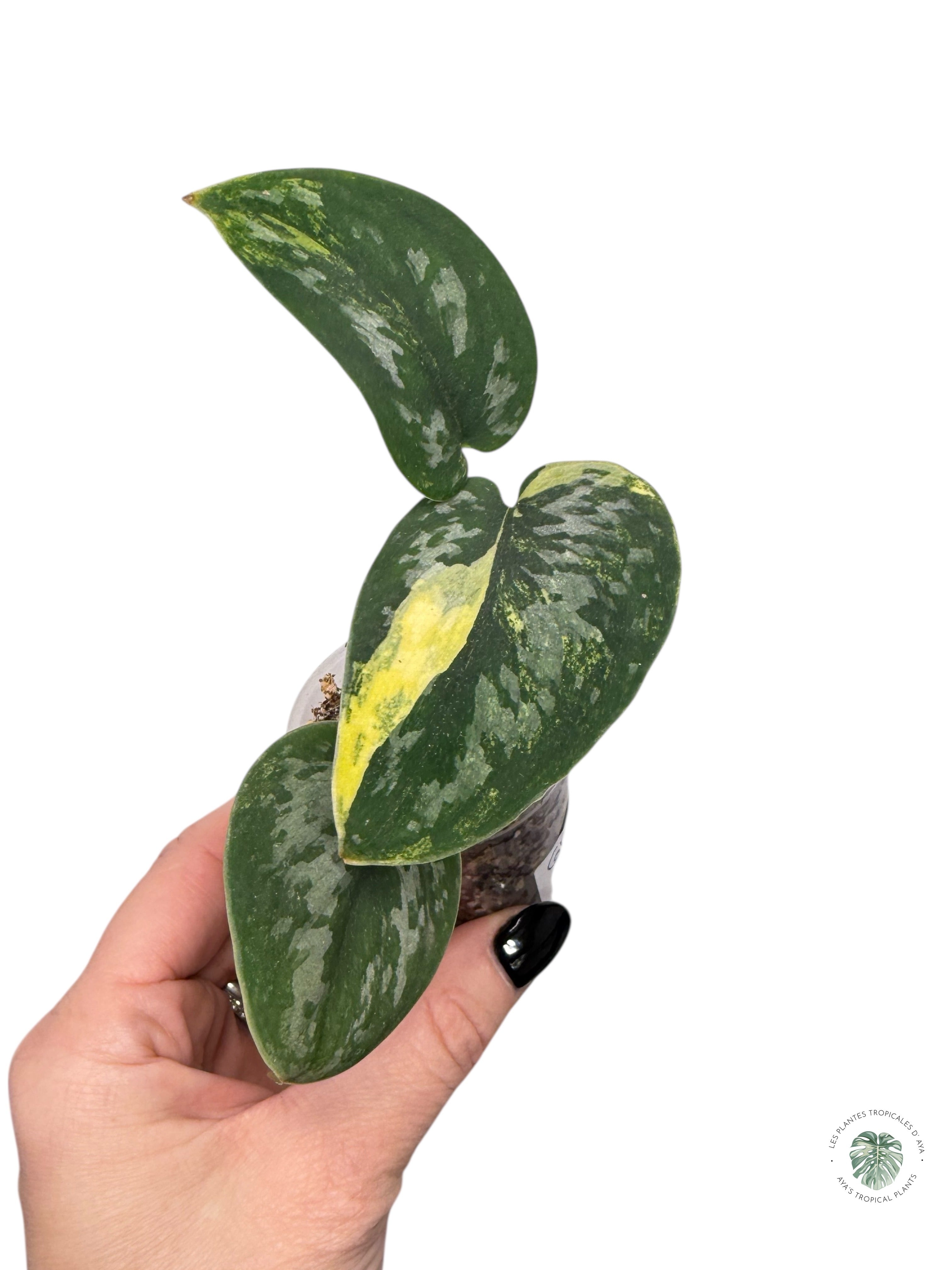 Scindapsus Green Diamond - SGD2