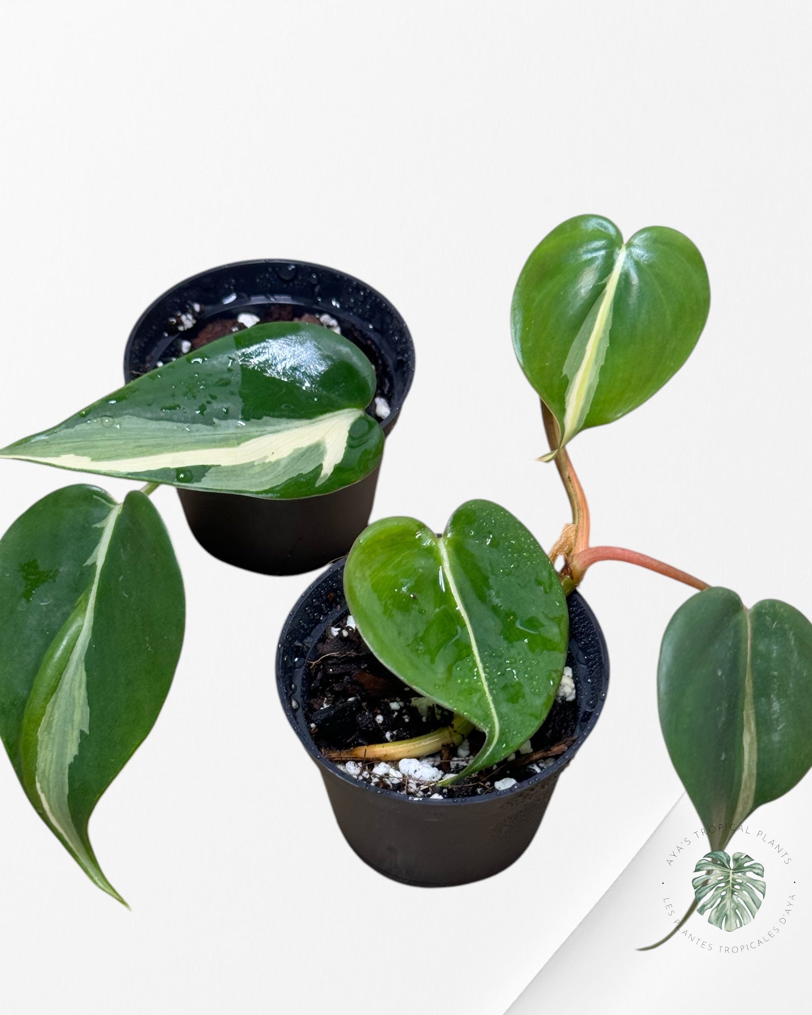 Philodendron Silver Stripes & Rio-Duo1