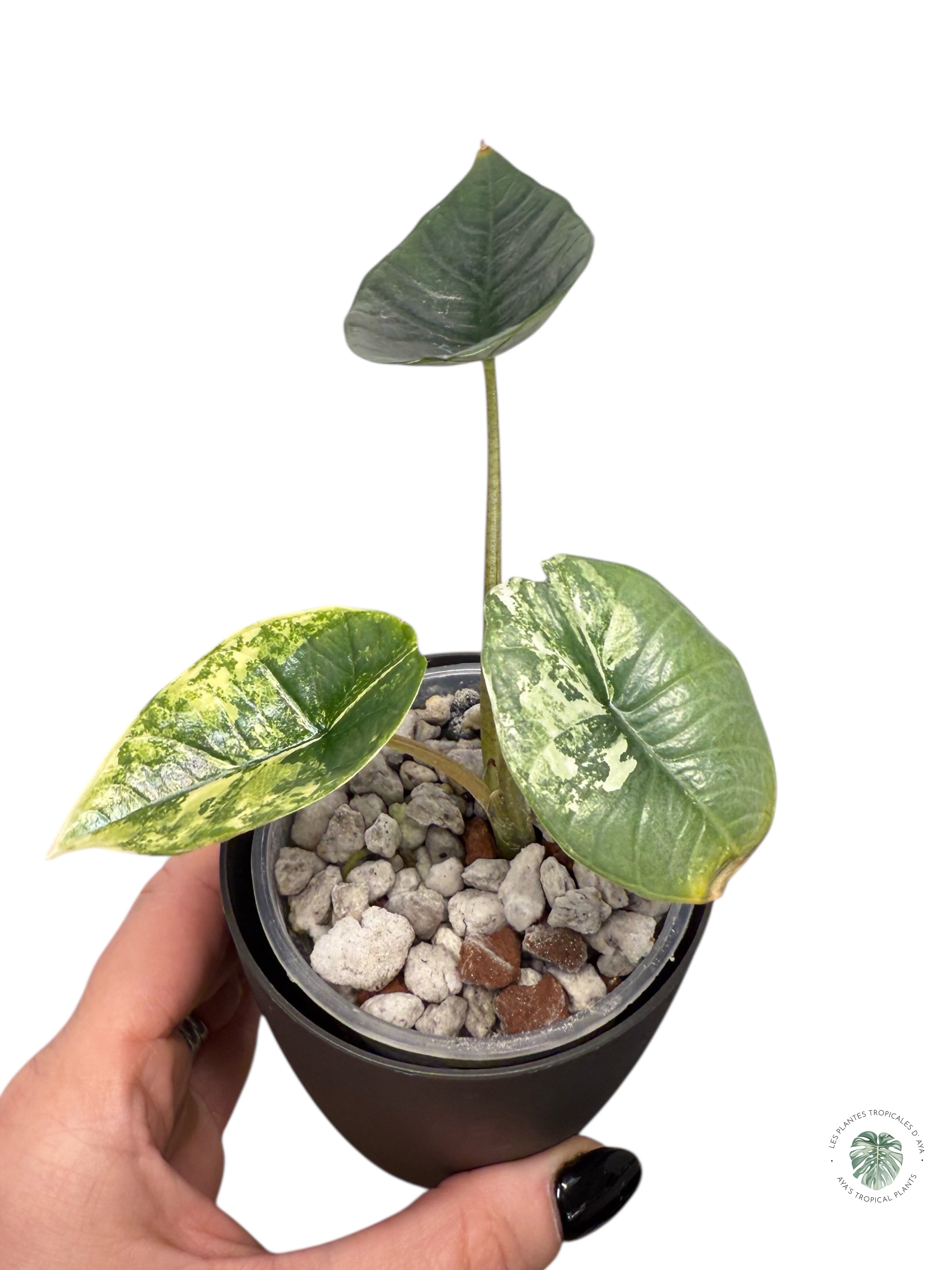 Alocasia Bisma Platinum Albo Variegated