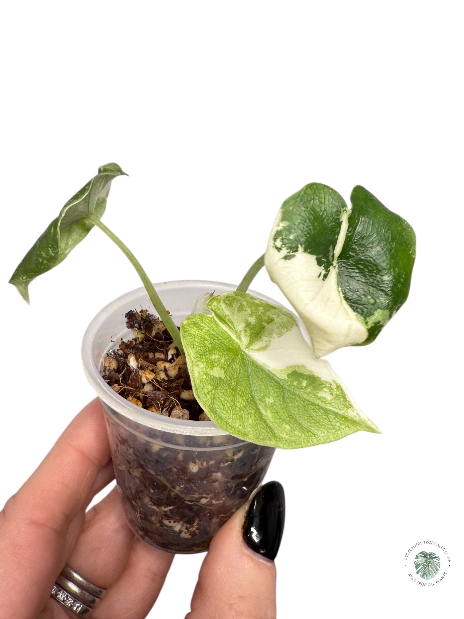 Alocasia Melo Variegated Albo| Rare TC Plant| Aya's Tropical Plants