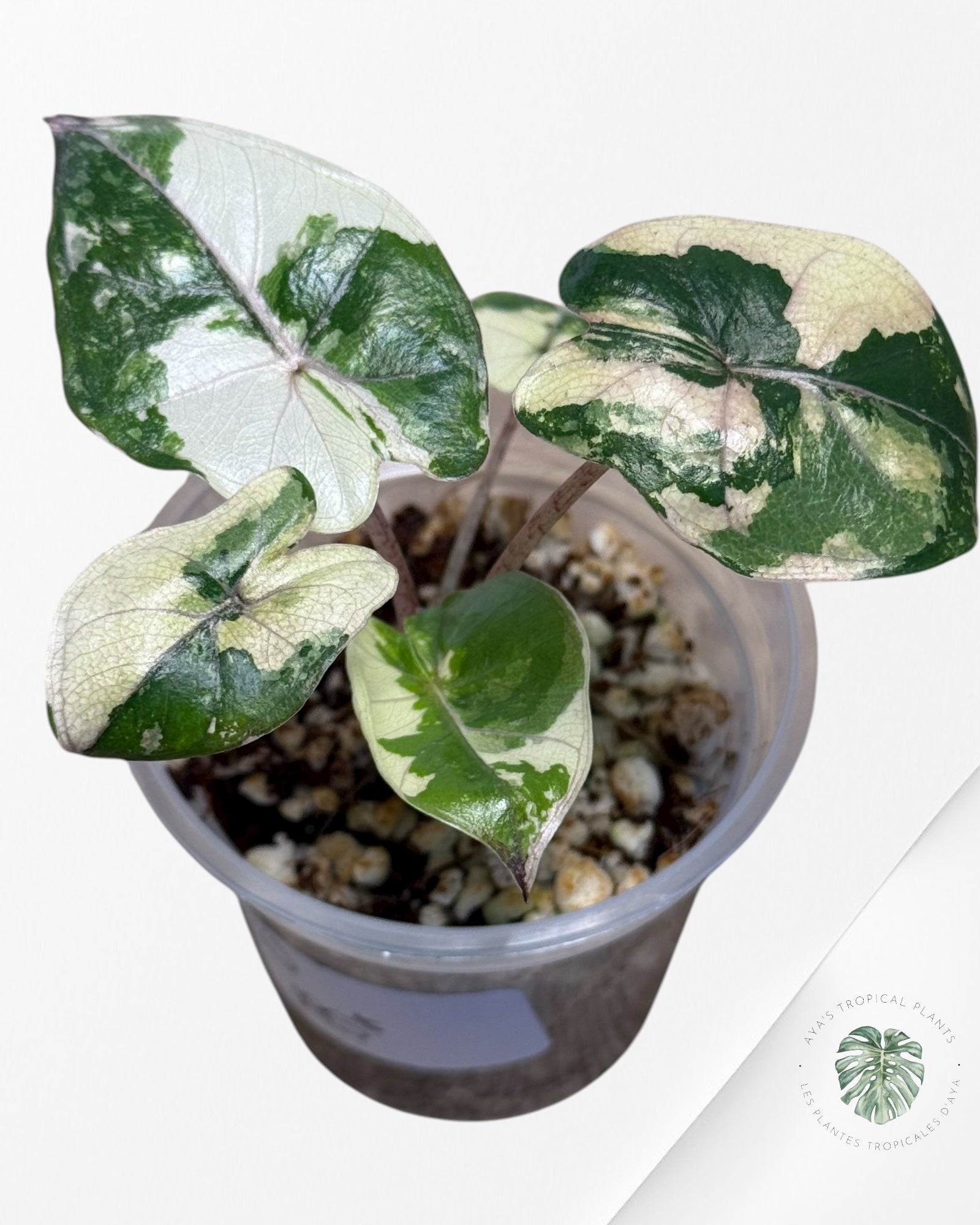 Alocasia Yucatan Princess Variegated- TC3
