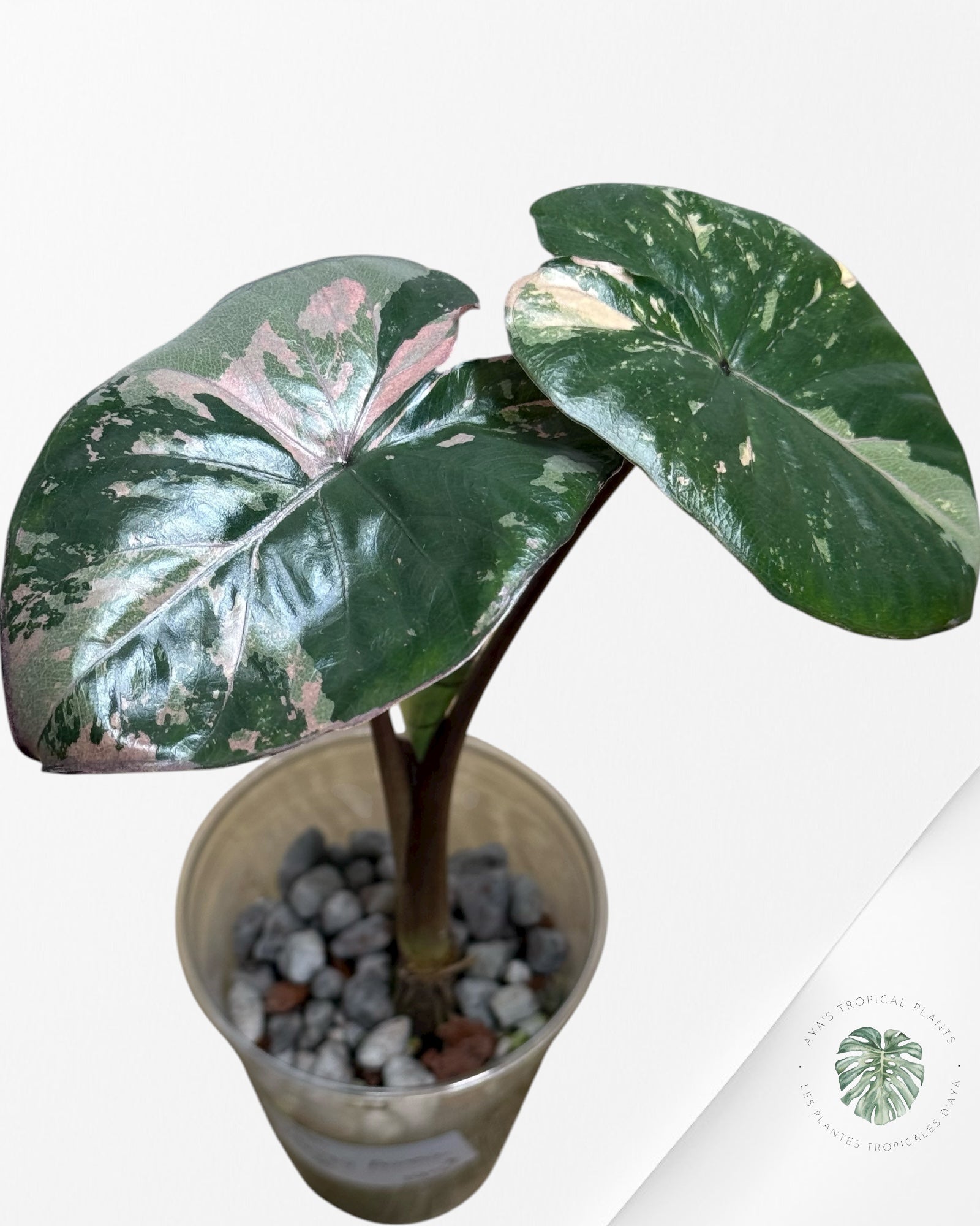 Alocasia Yucatan Princess Variegated-1
