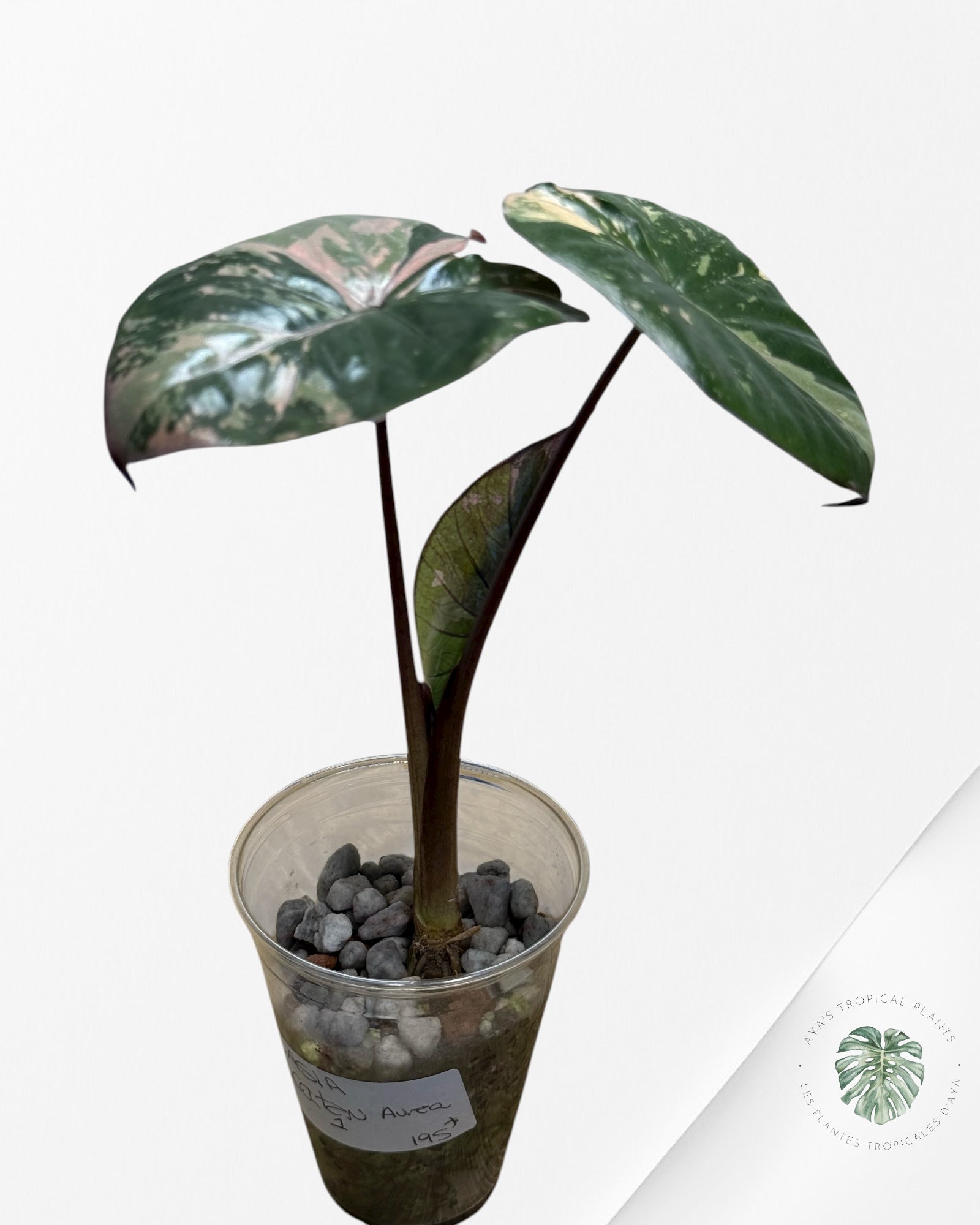 Alocasia Yucatan Princess Variegated-1