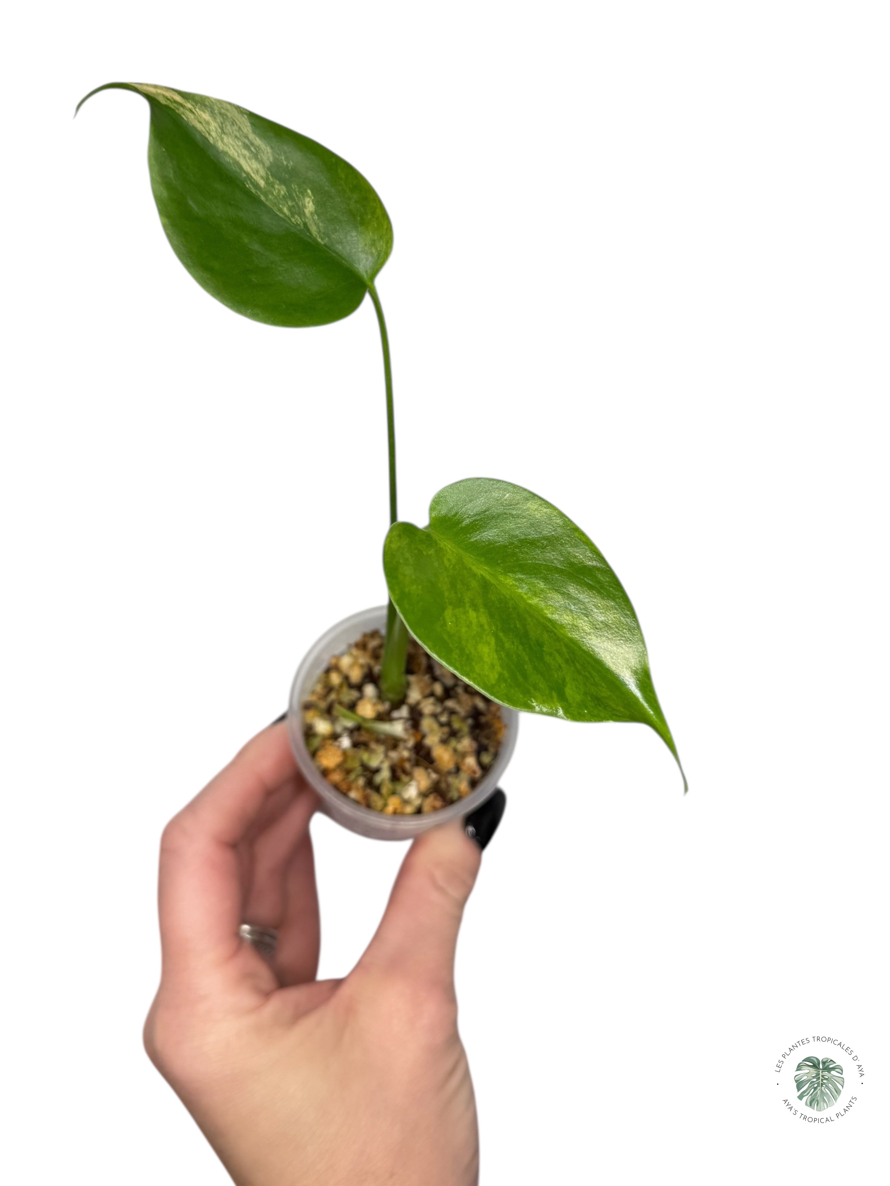 Monstera Aurea | Rare TC Plant | Aya's Tropical Plants