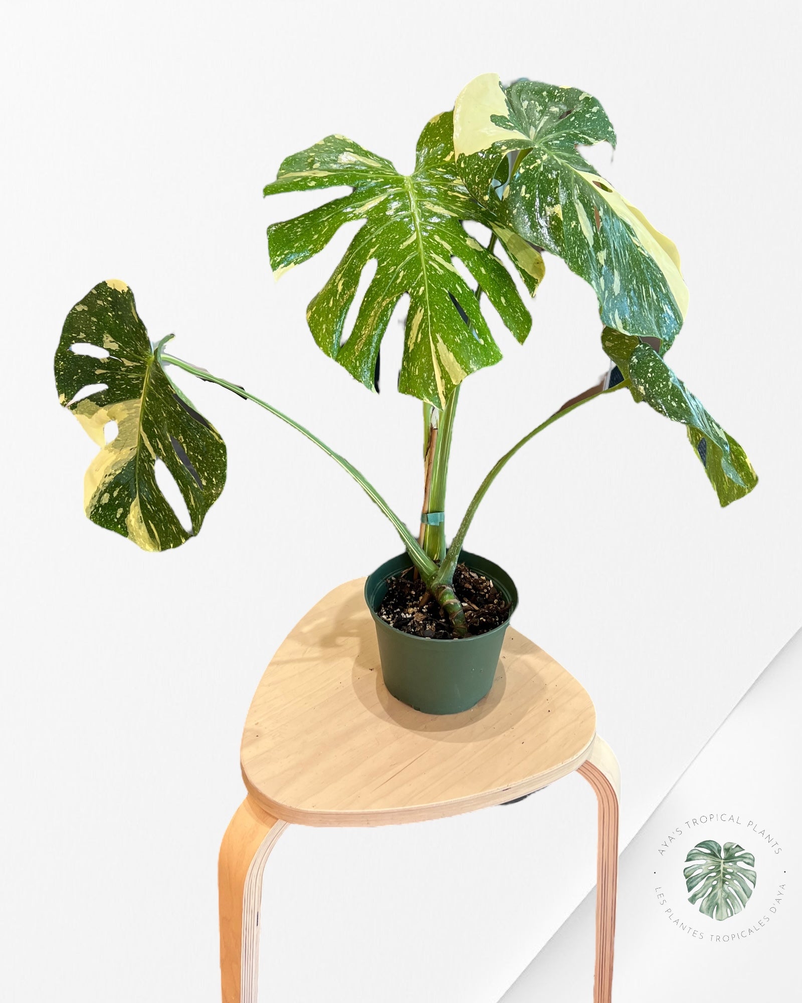 Monstera Thai Constellation-A