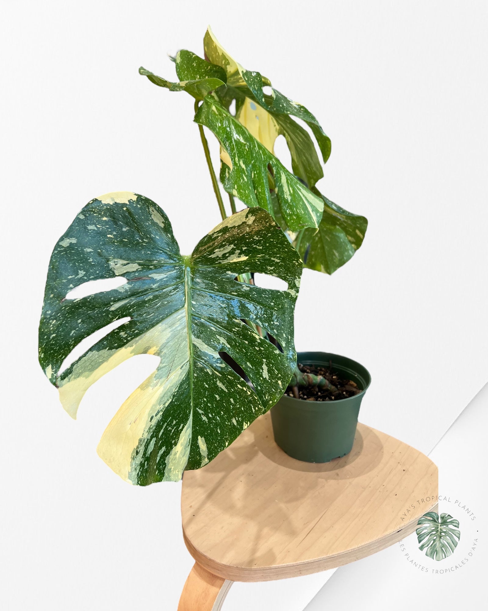 Monstera Thai Constellation-A