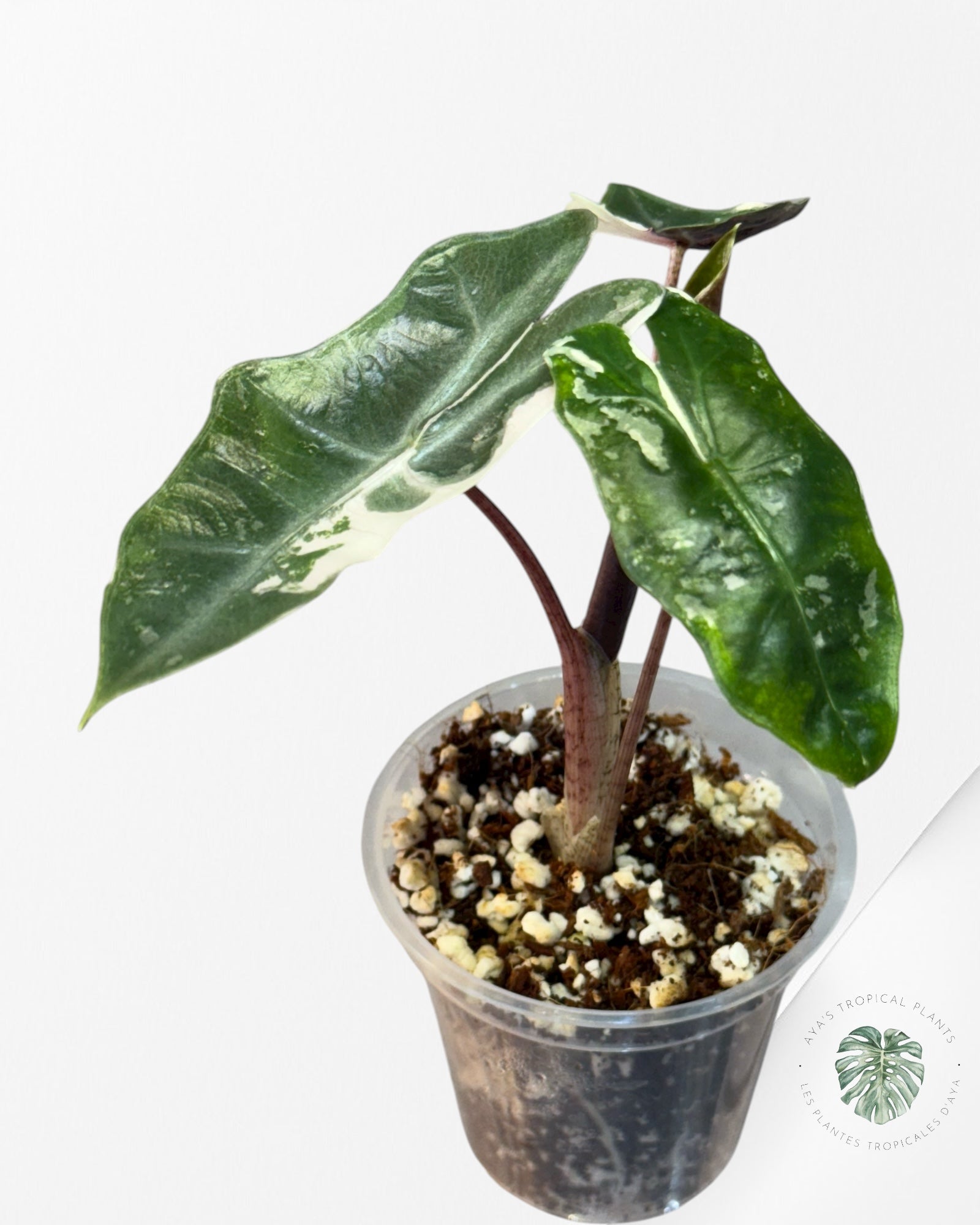 Alocasia Pseudo Sanderiana Albo/Pink - 267