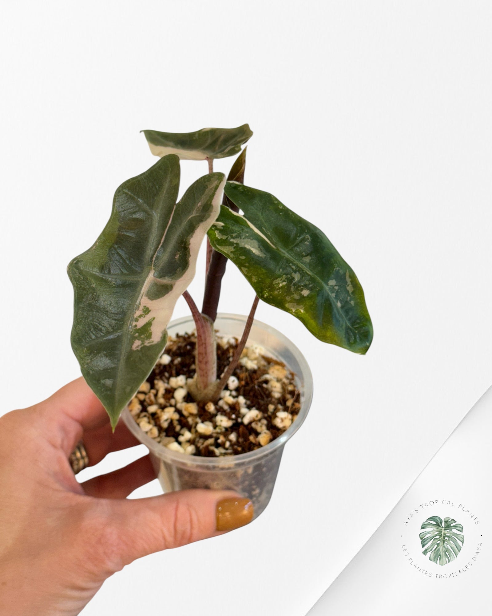 Alocasia Pseudo Sanderiana Albo/Pink - 267