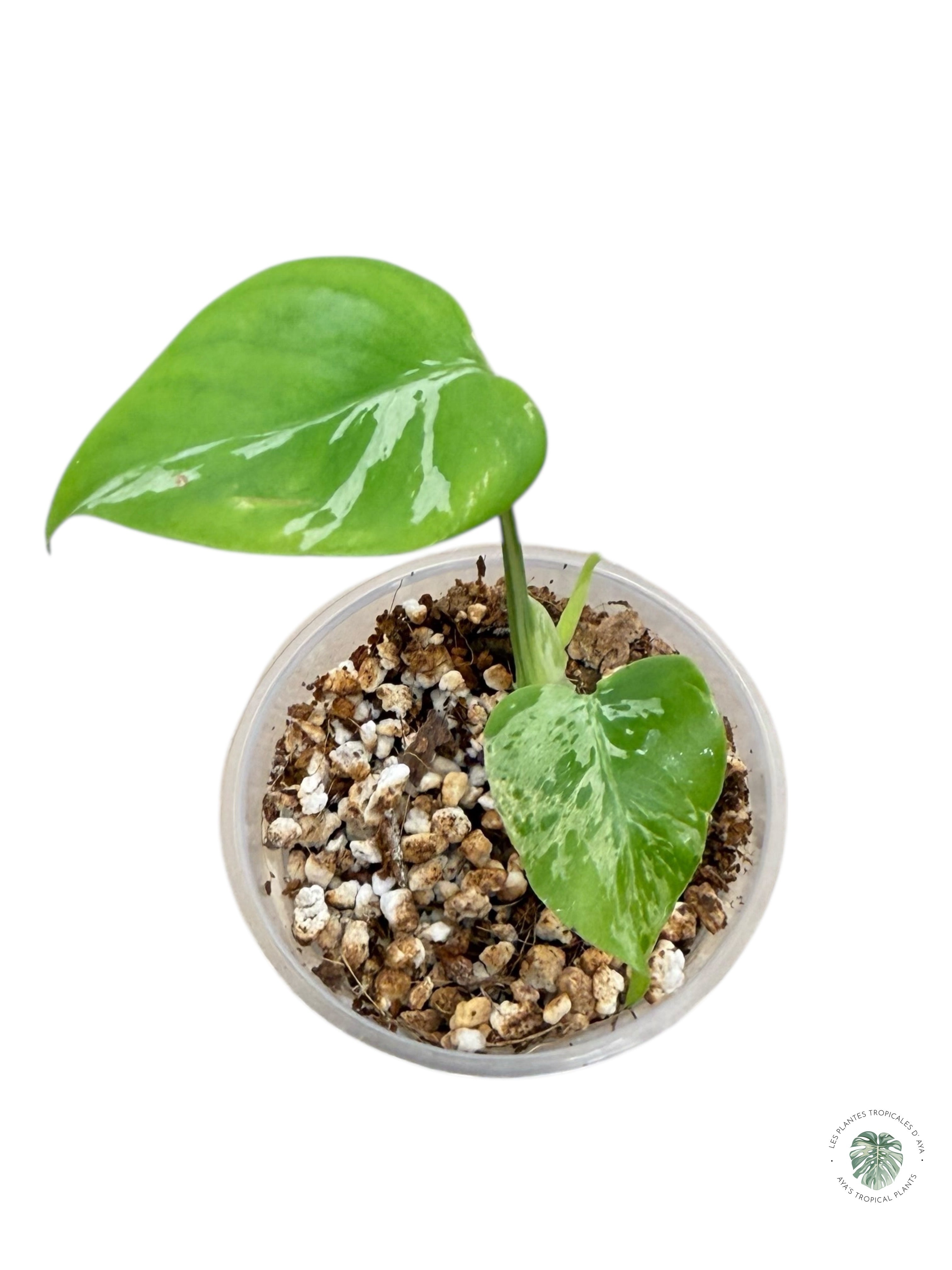 Monstera Deliciosa Bulbasaur | Rare TC Plant| Aya's Tropical Plants