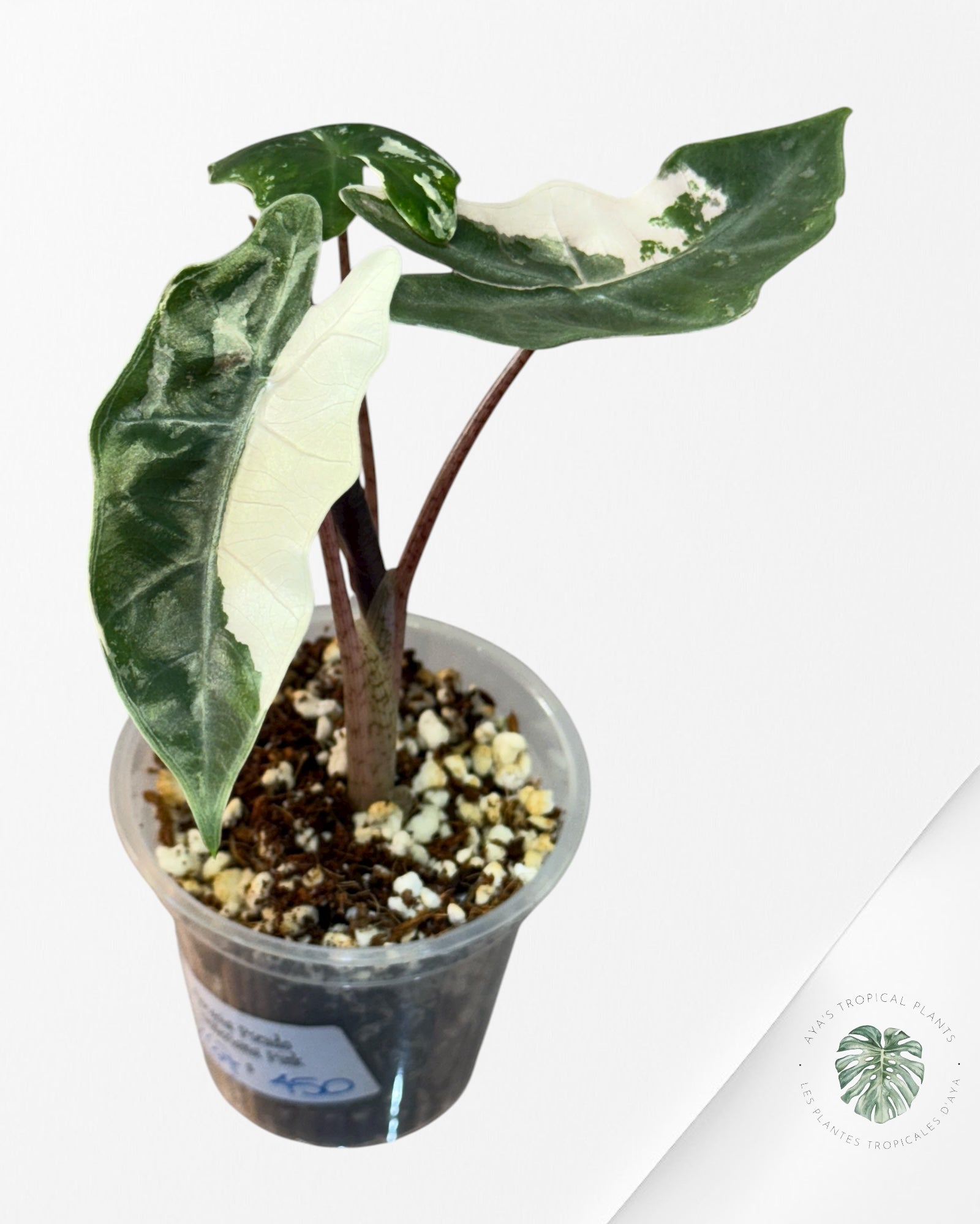 Alocasia Pseudo Sanderiana Albo/Pink - 267