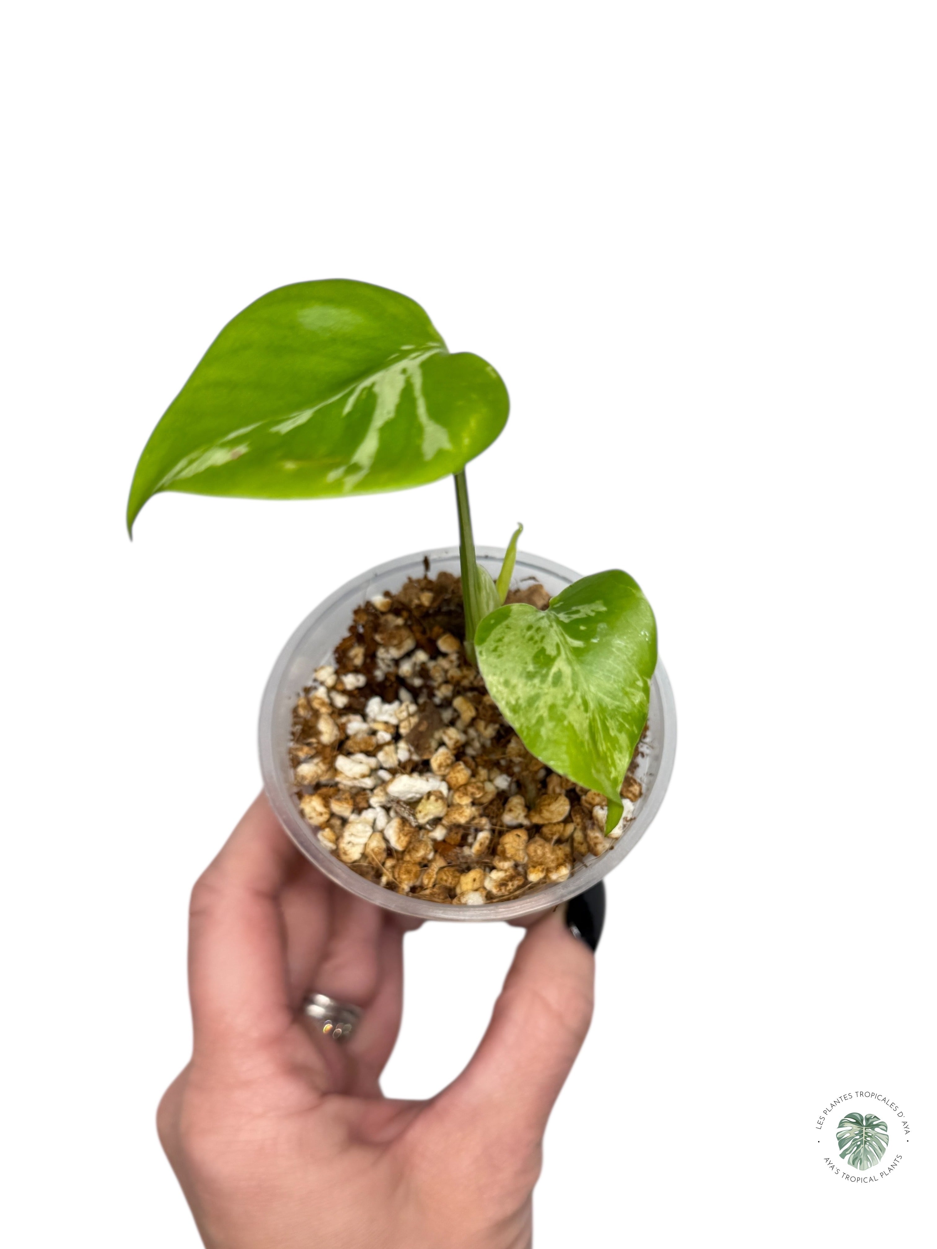 Monstera Deliciosa Bulbasaur | Rare TC Plant| Aya's Tropical Plants