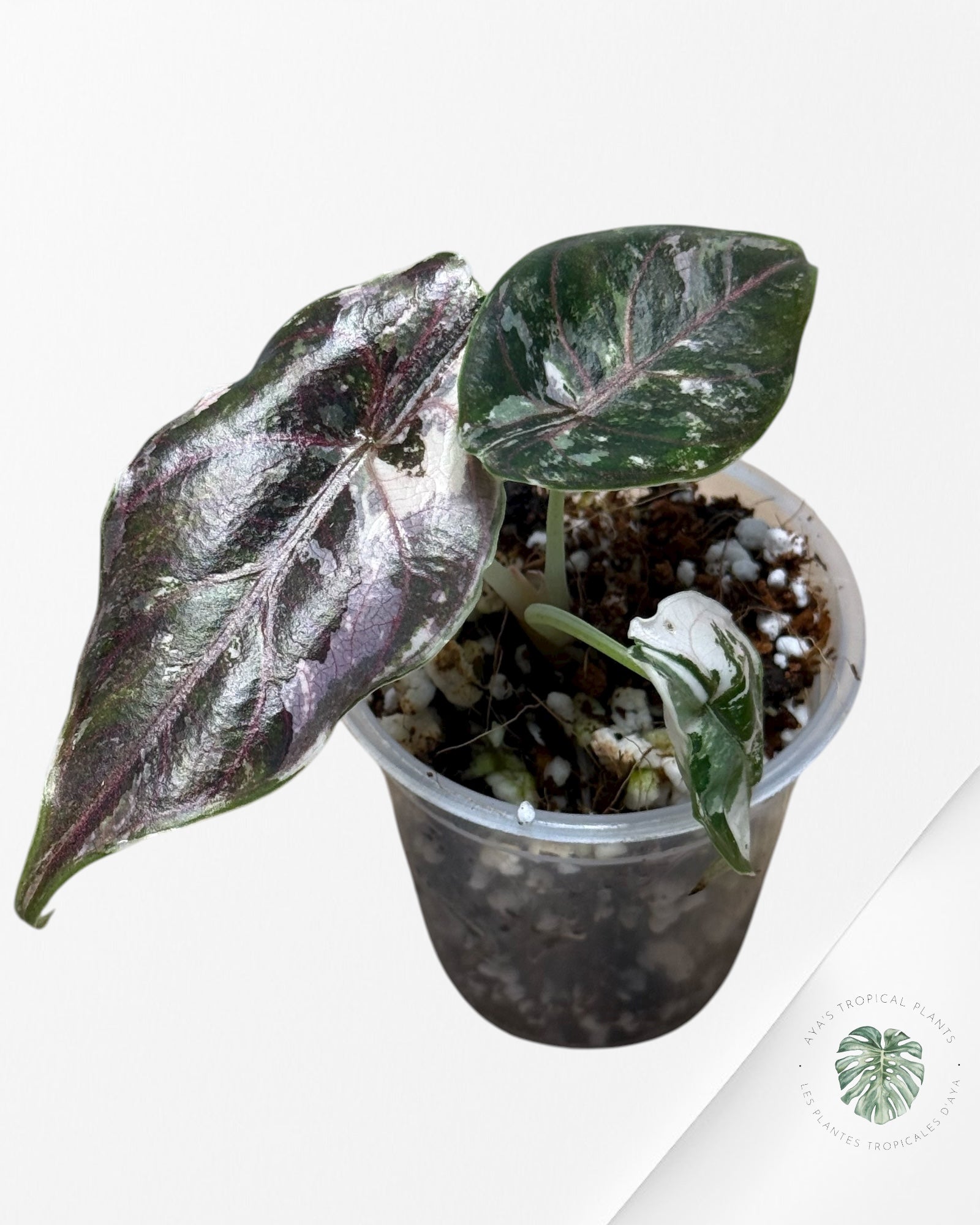 Alocasia Azlanii Pink Variegated - 02