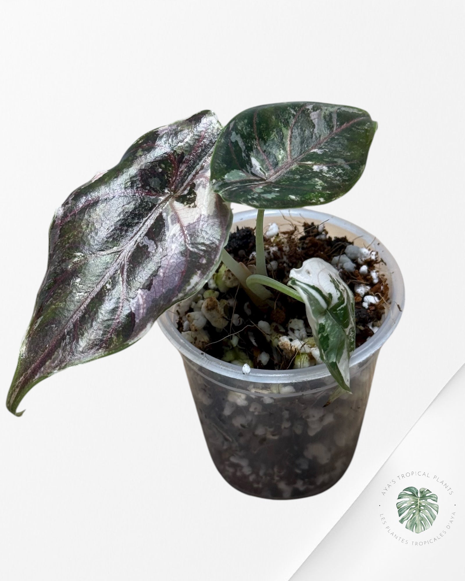 Alocasia Azlanii Pink Variegated - 02