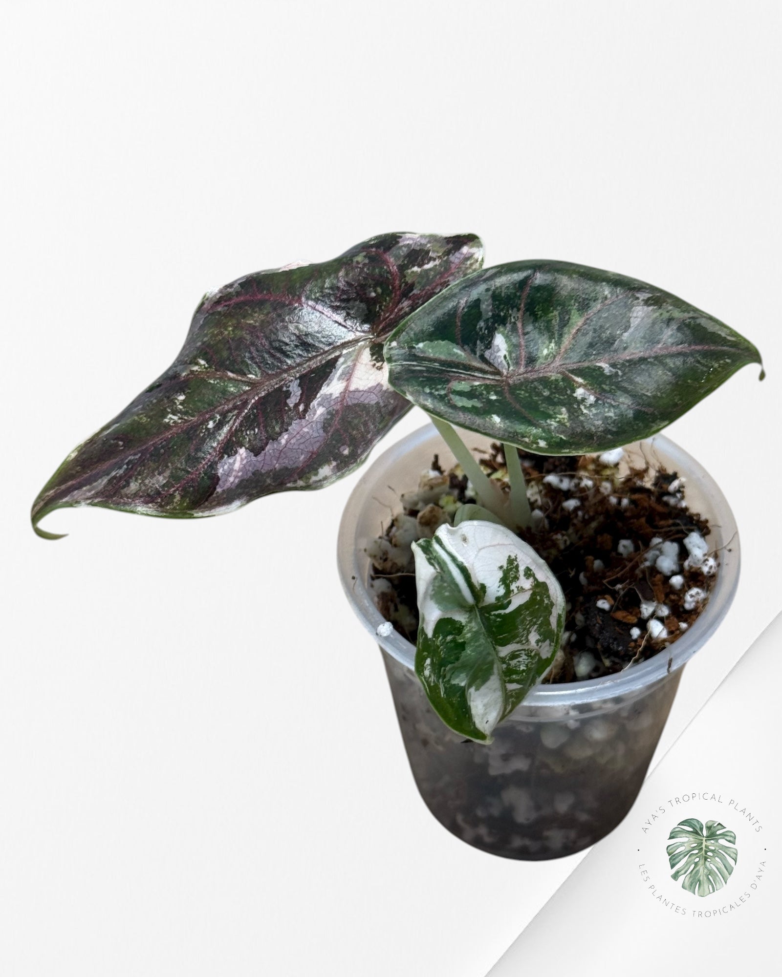 Alocasia Azlanii Pink Variegated - 02