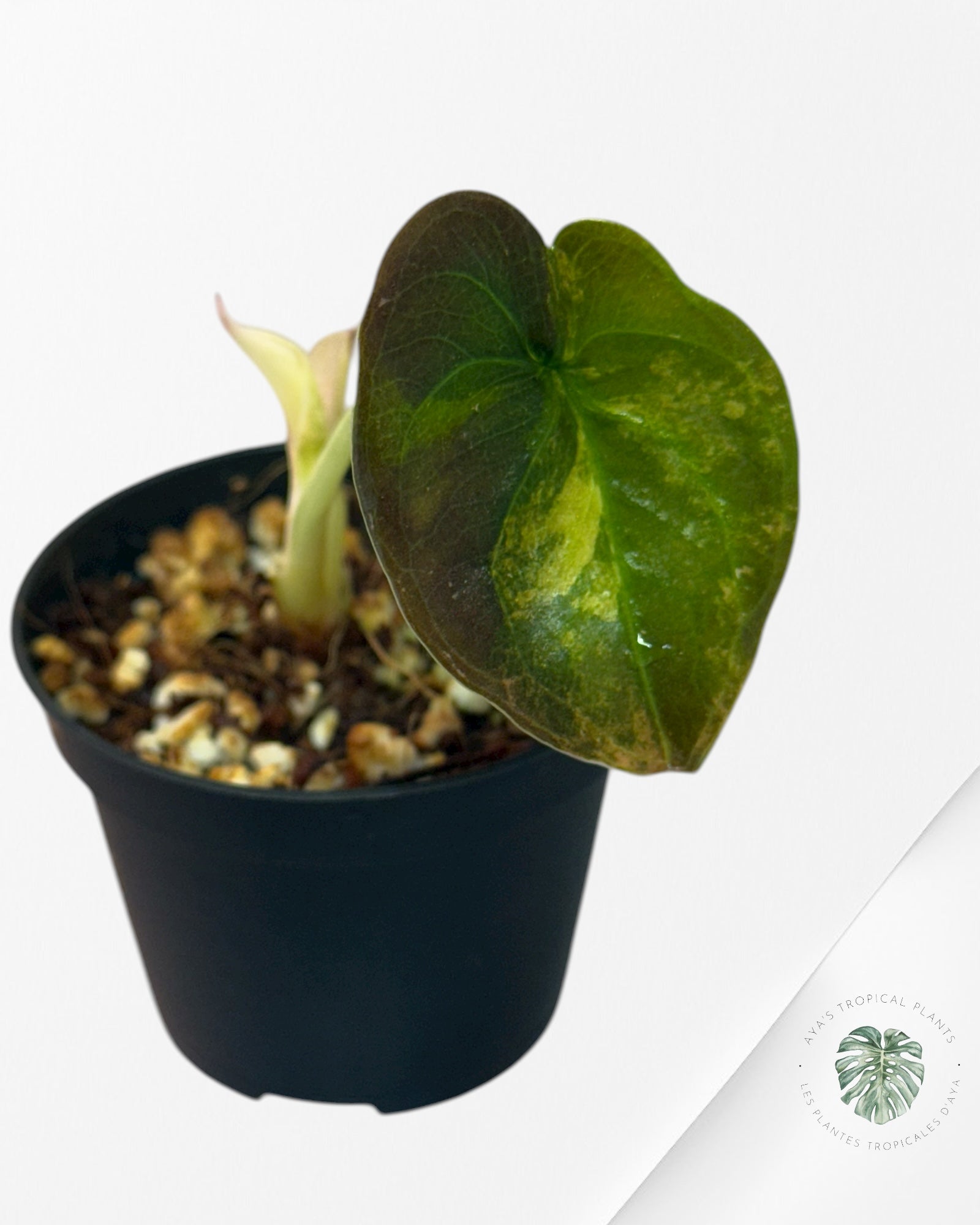 Alocasia Cuprea Golden Latte - 01