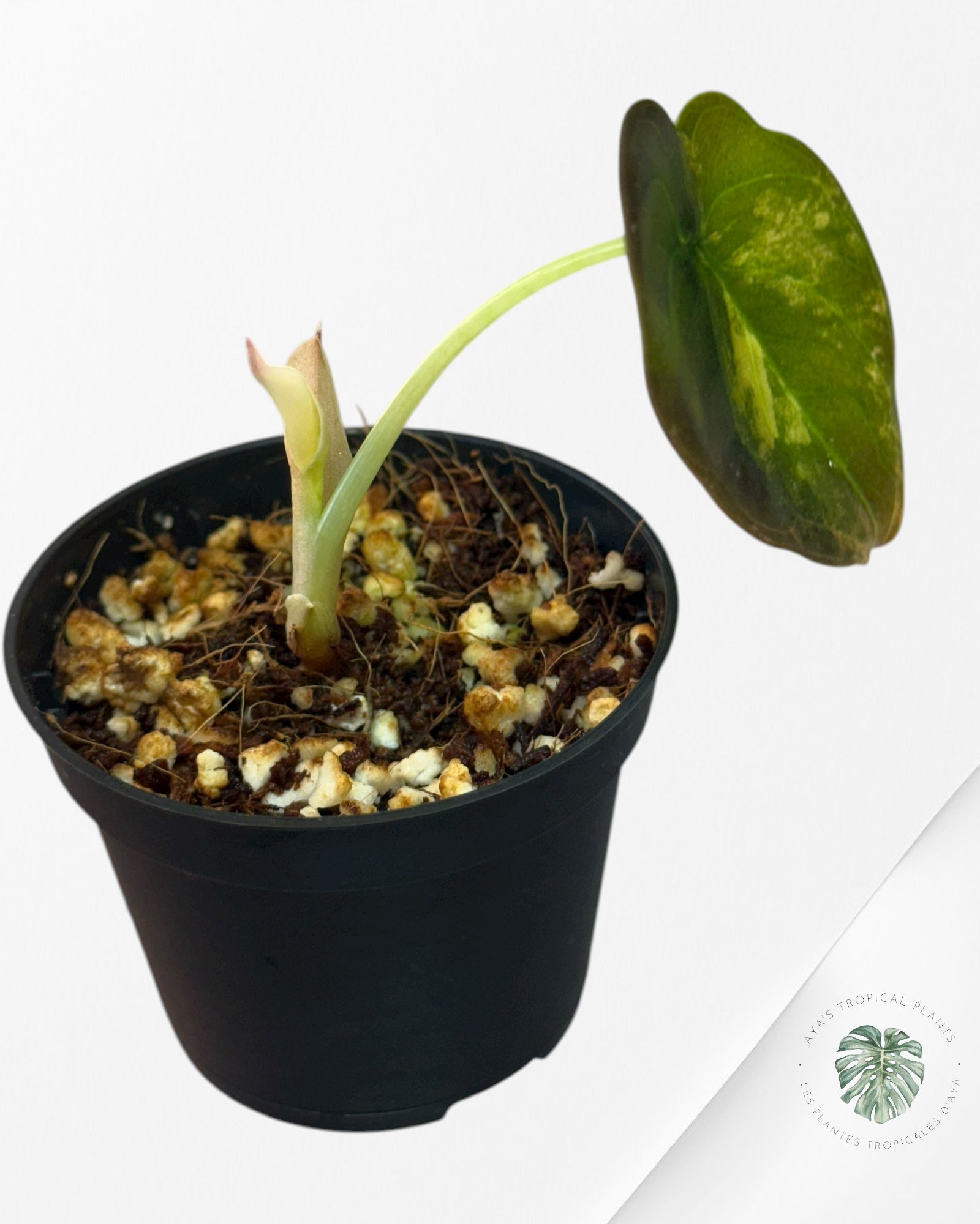 Alocasia Cuprea Golden Latte - 01