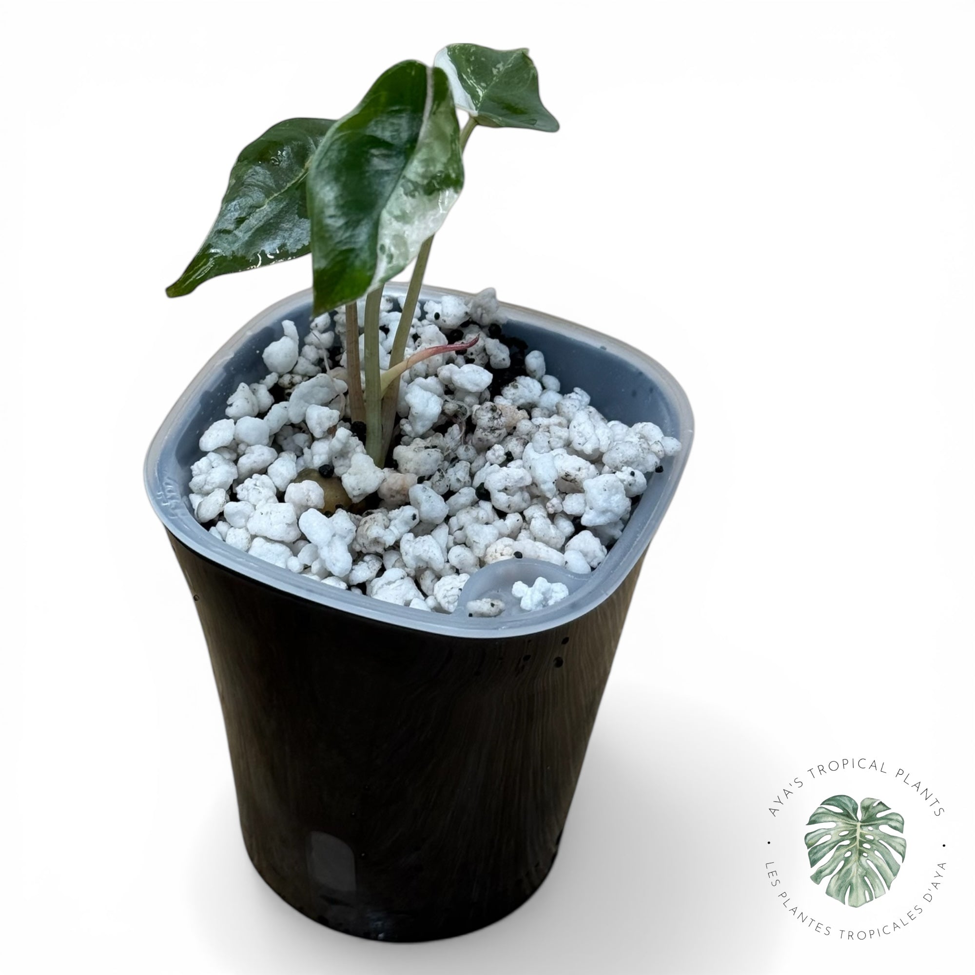 Alocasia Chantrieri Pink Variegated