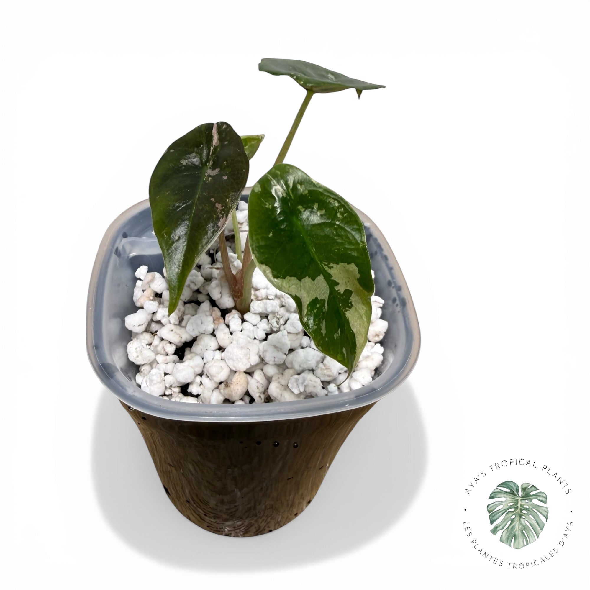 Alocasia Chantrieri Pink Variegated