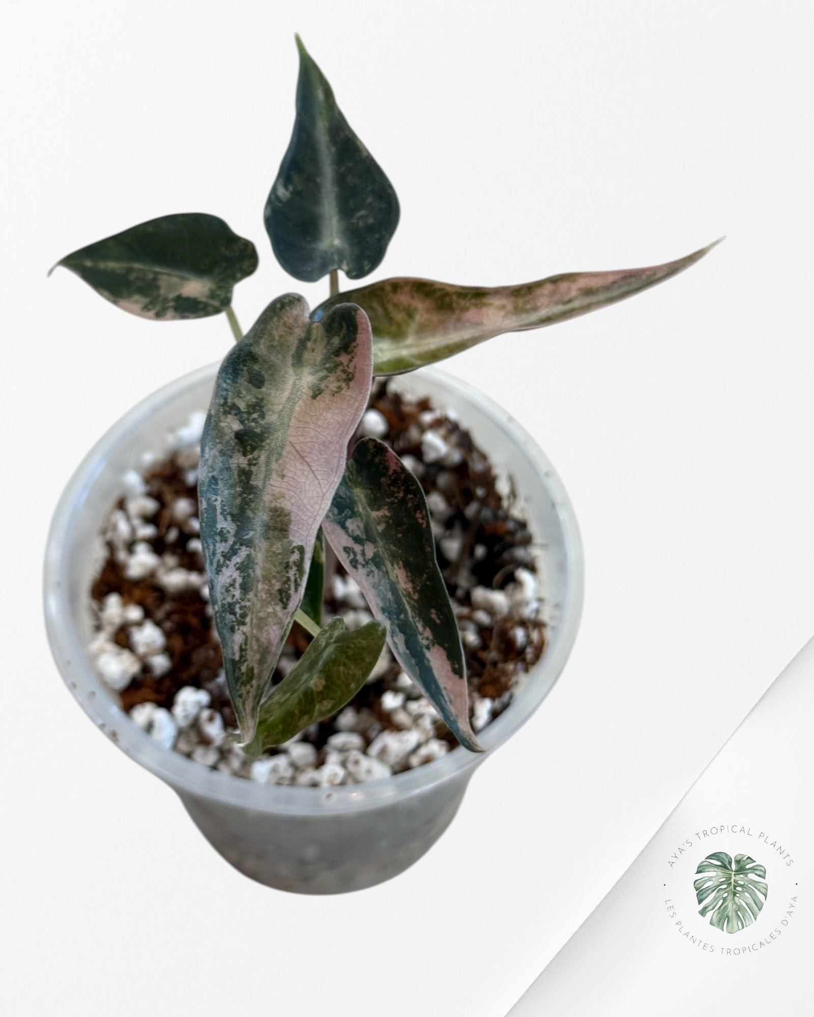 Alocasia Bambino Variegated (Aurea) - TC15