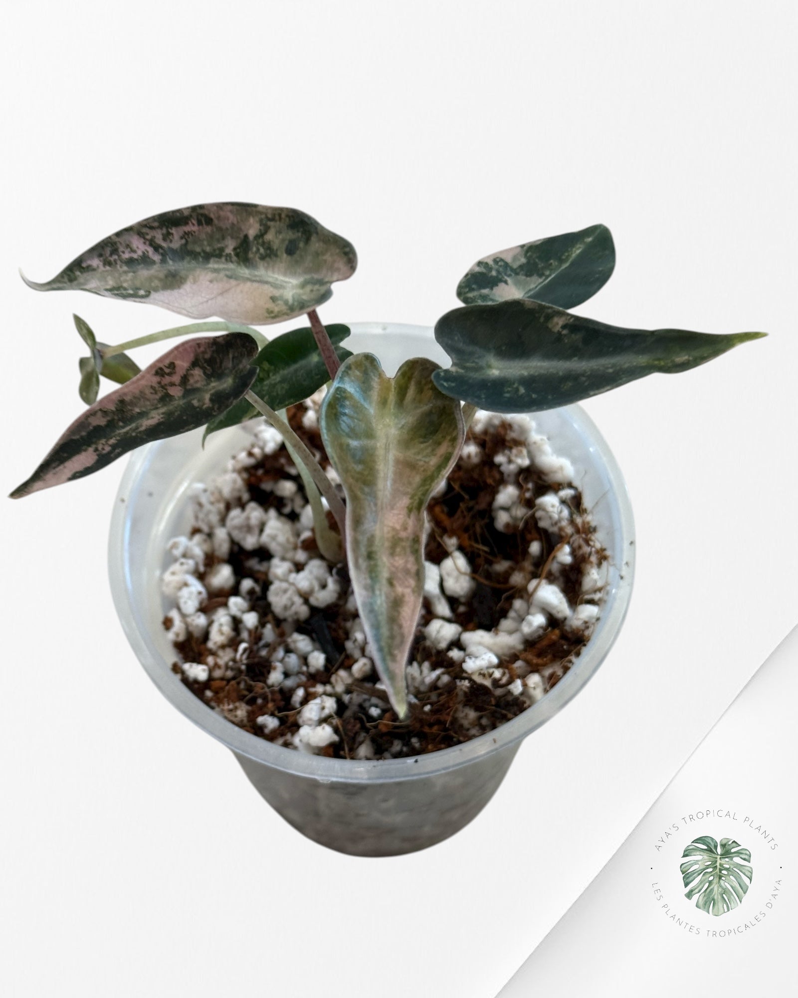 Alocasia Bambino Variegated (Aurea) - TC15