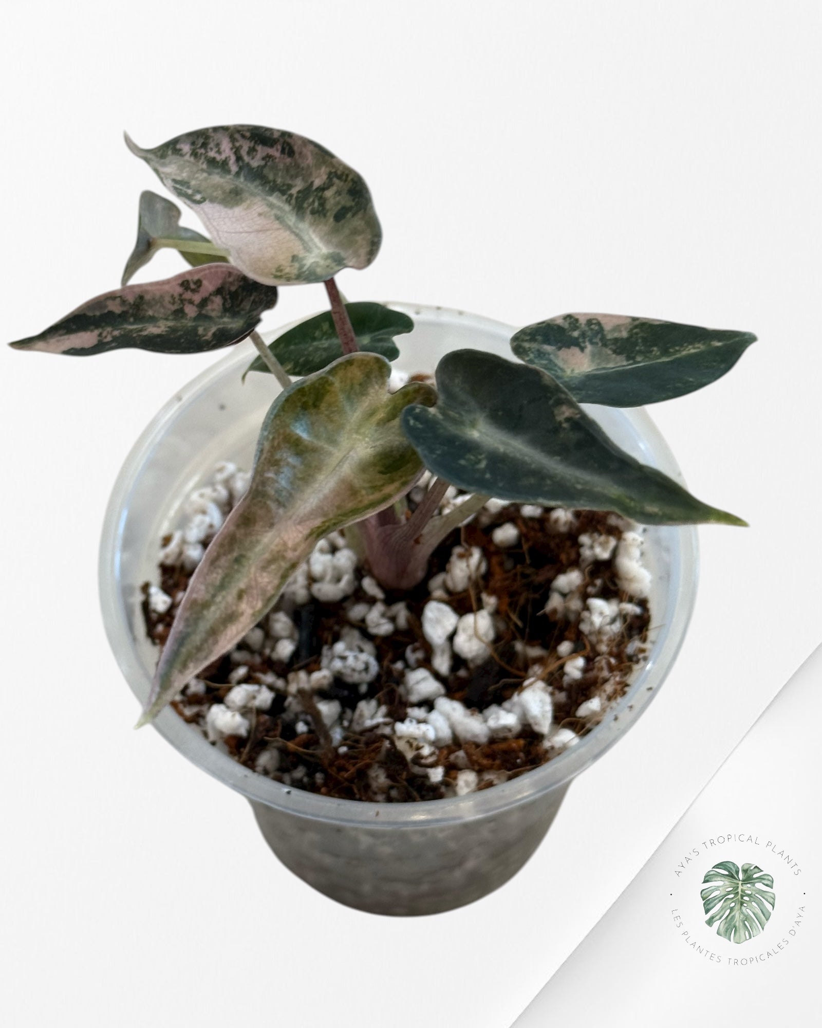 Alocasia Bambino Variegated (Aurea) - TC15