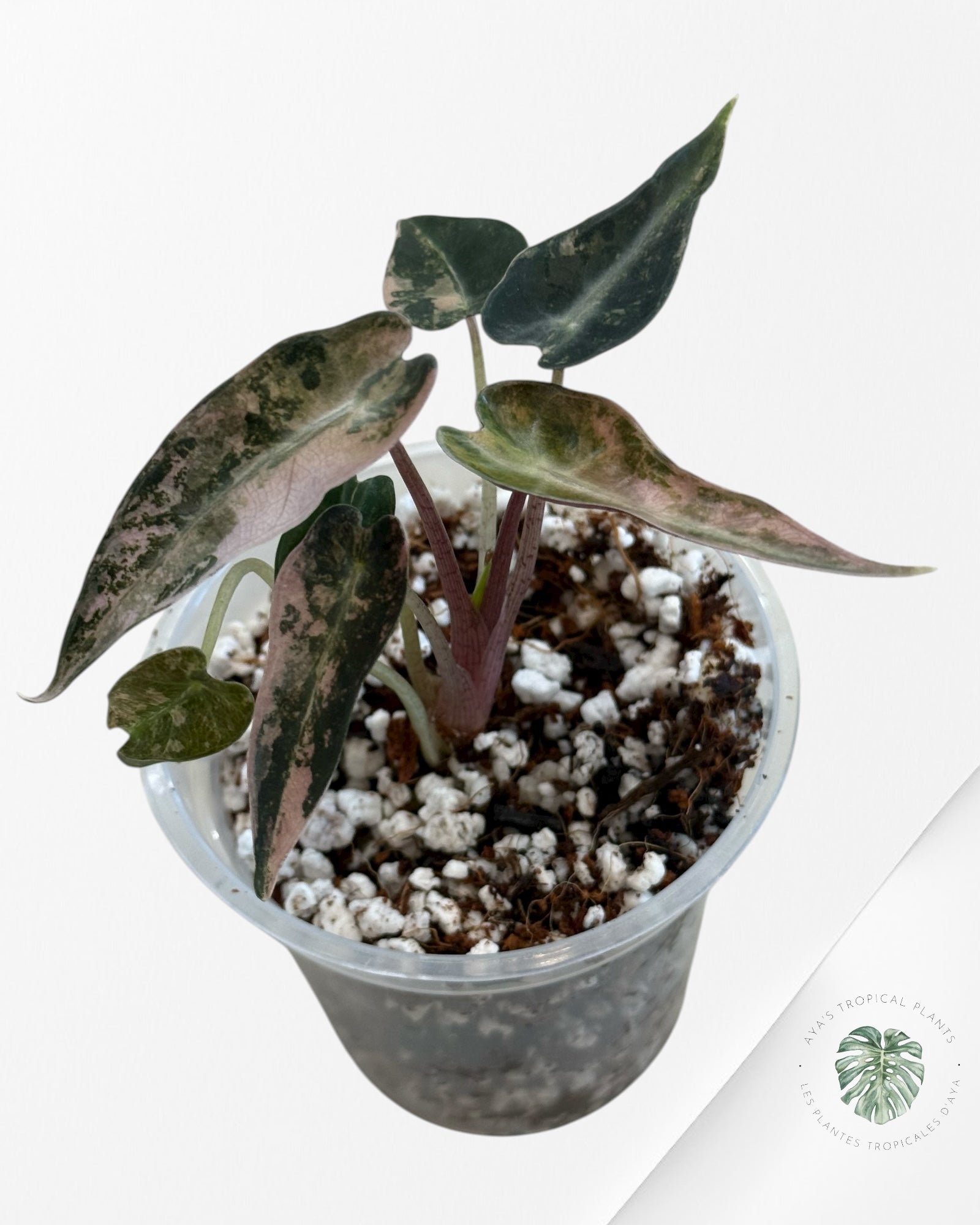 Alocasia Bambino Variegated (Aurea) - TC15