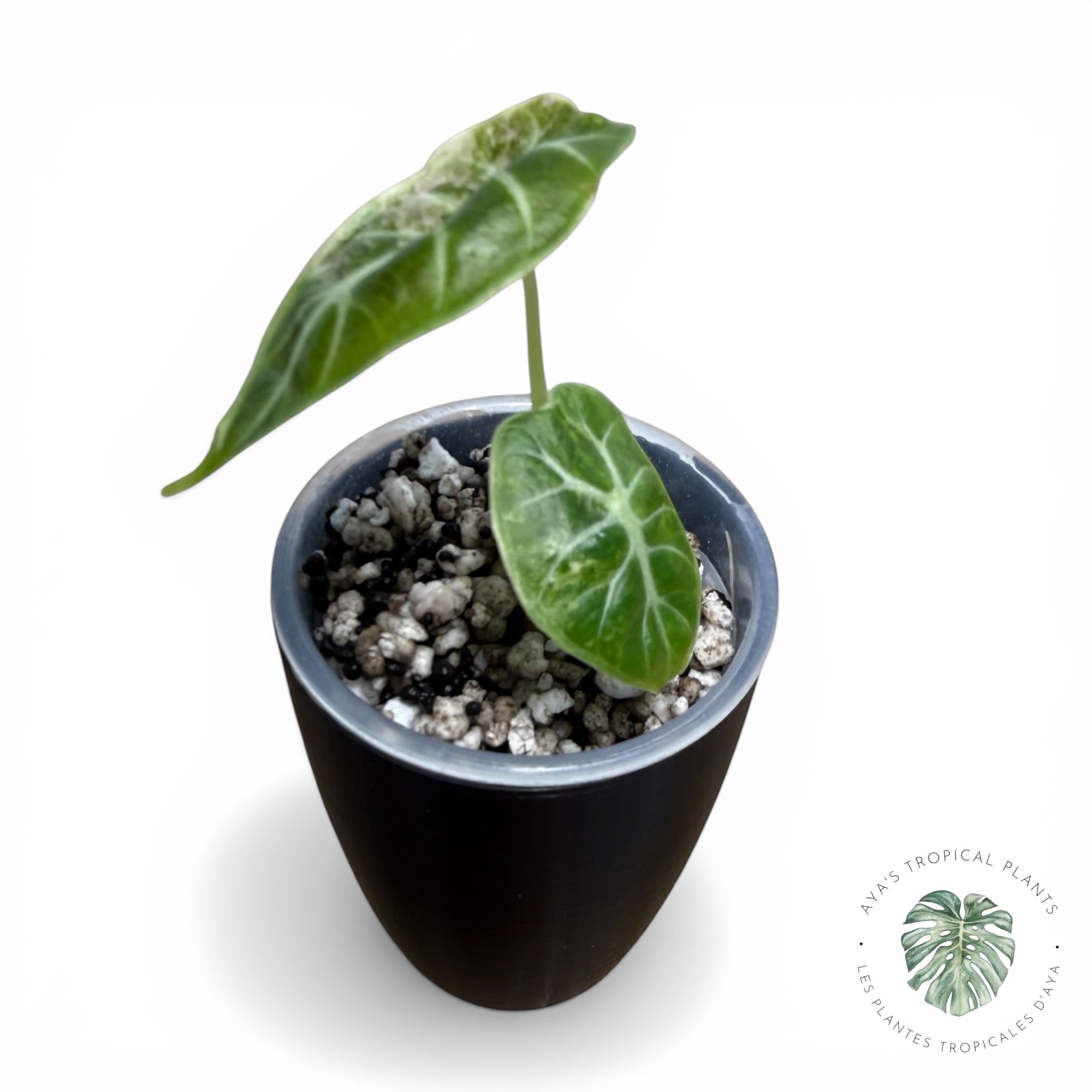 Alocasia Watsoniana Doff. Pink Variegated