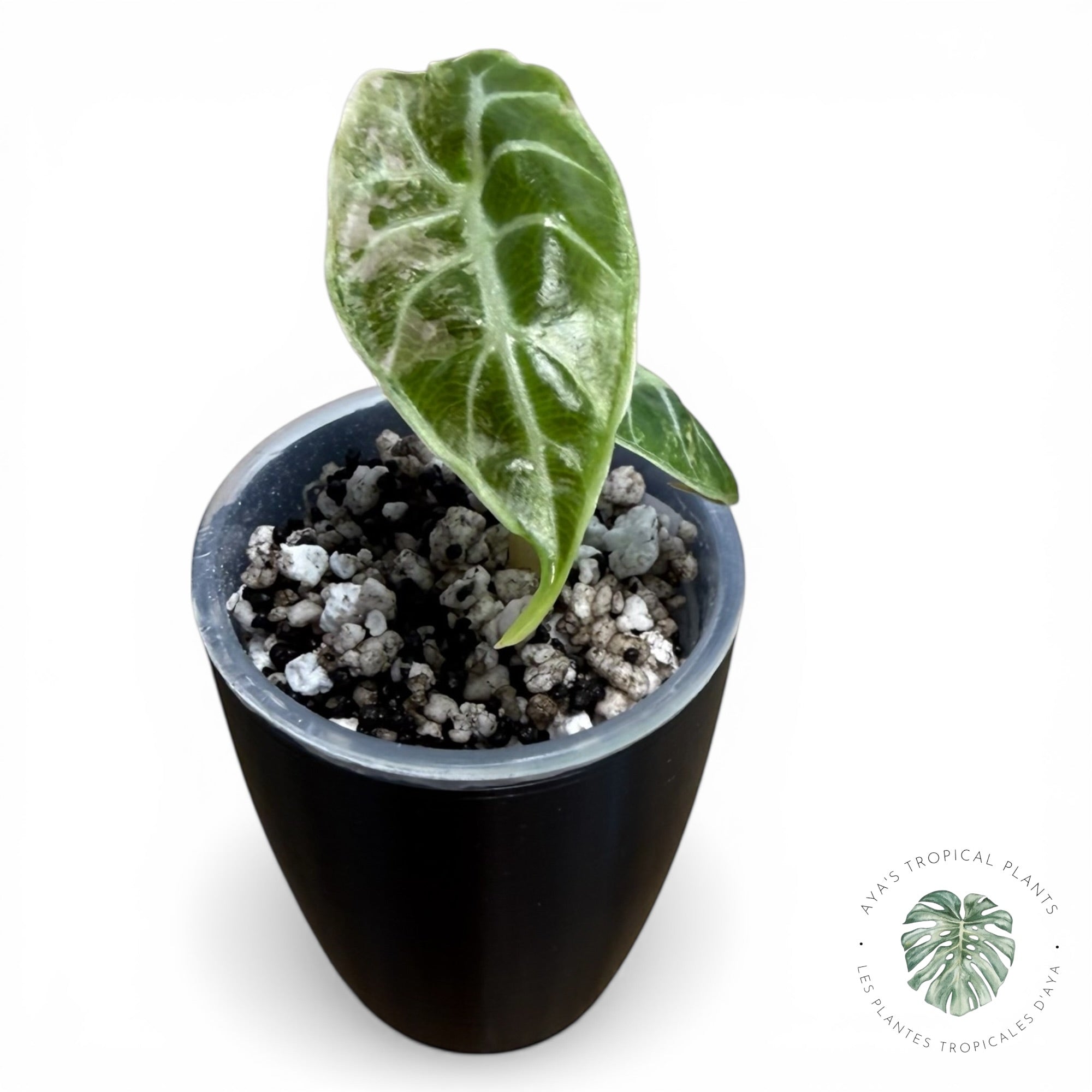 Alocasia Watsoniana Doff. Pink Variegated