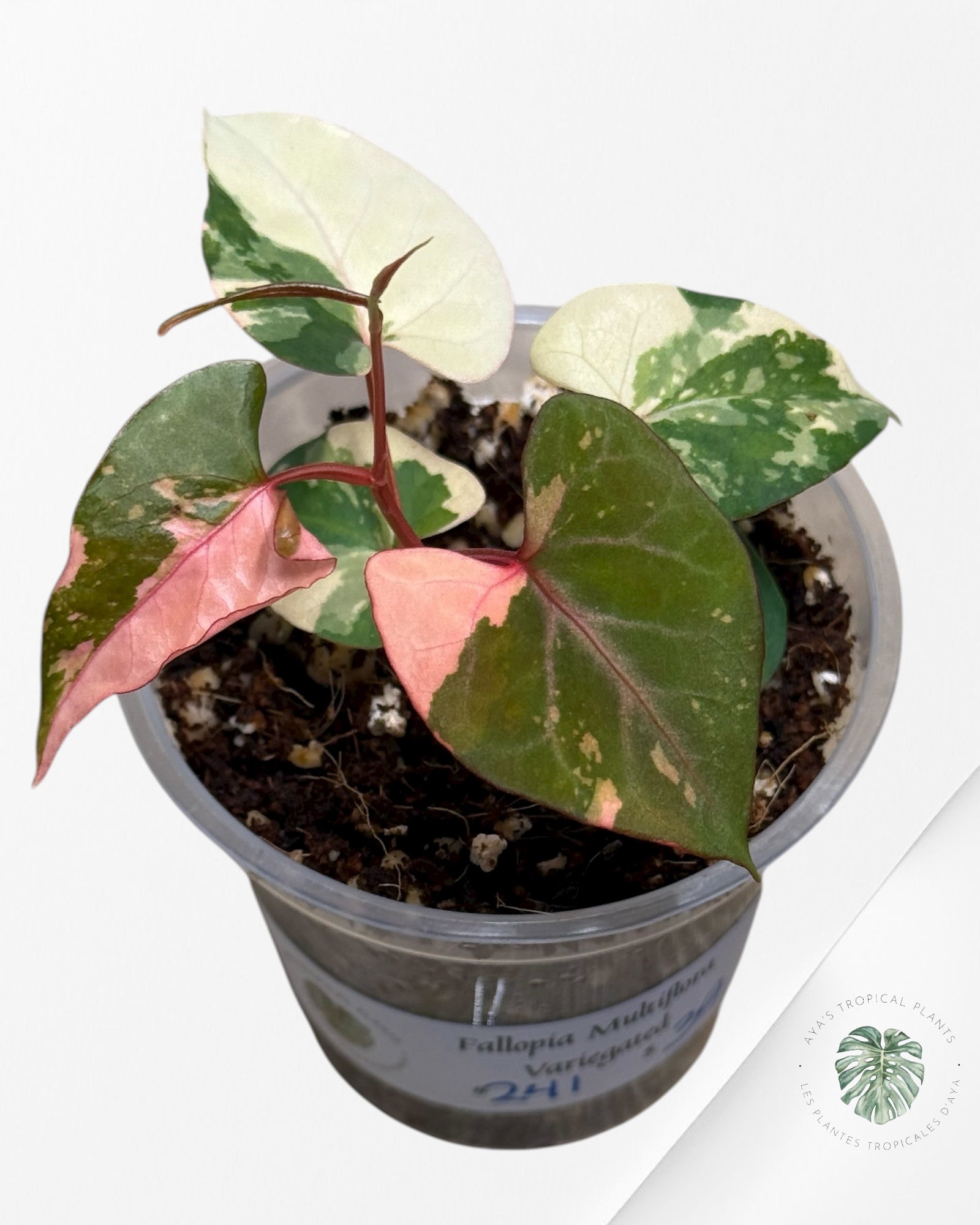 Fallopia multiflora Panaché - 24I