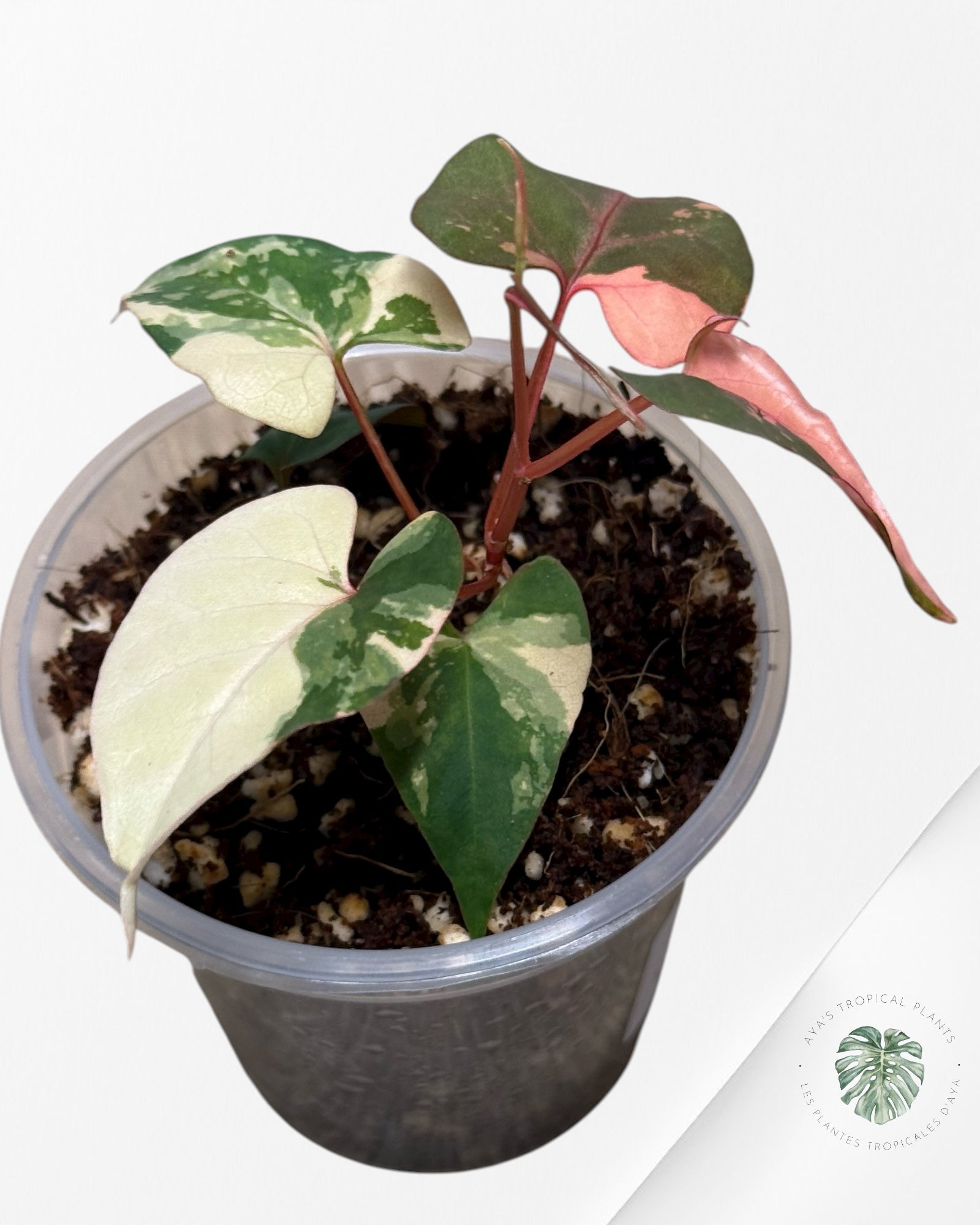 Fallopia multiflora Panaché - 24I
