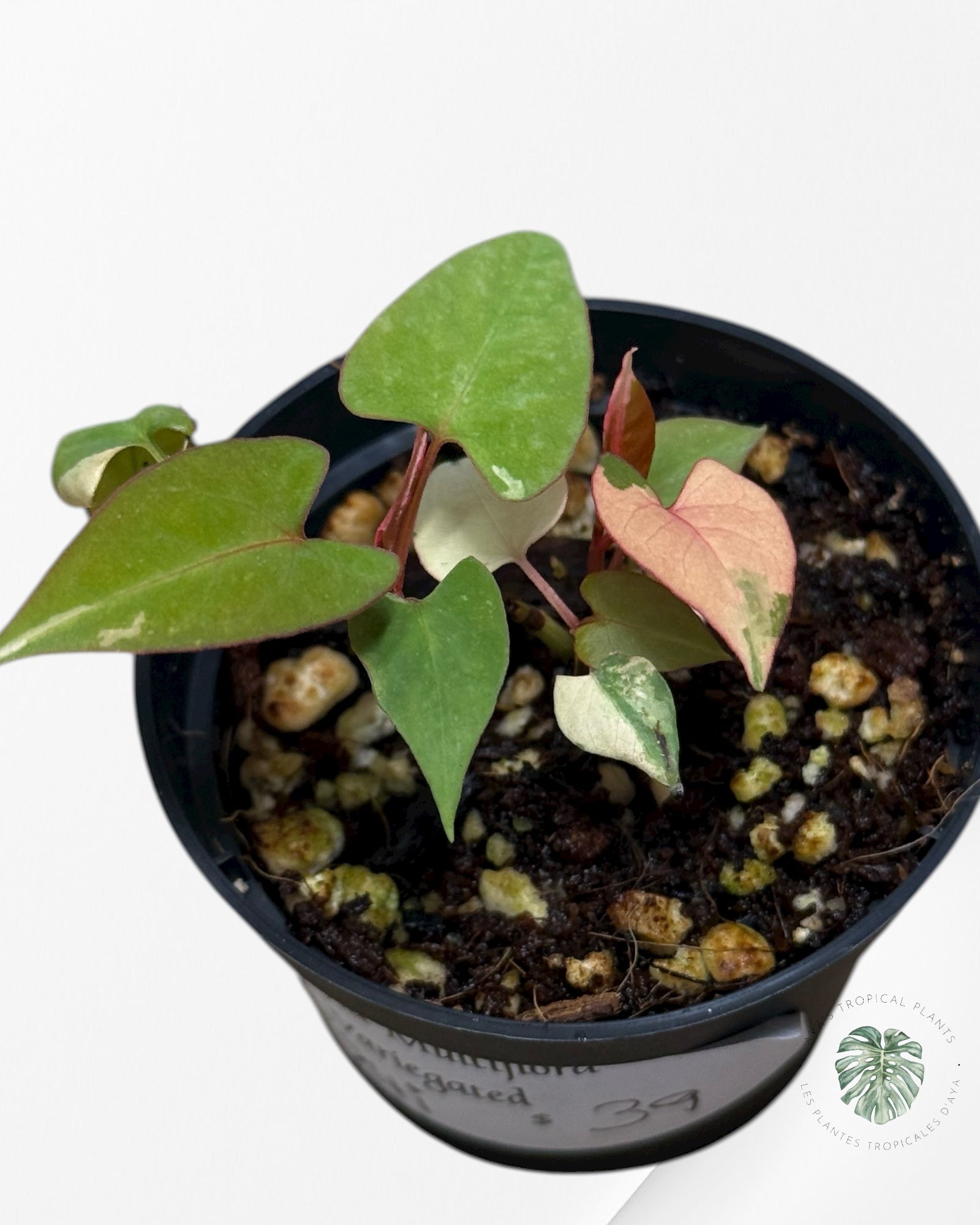 Fallopia multiflora Variegated - 24J