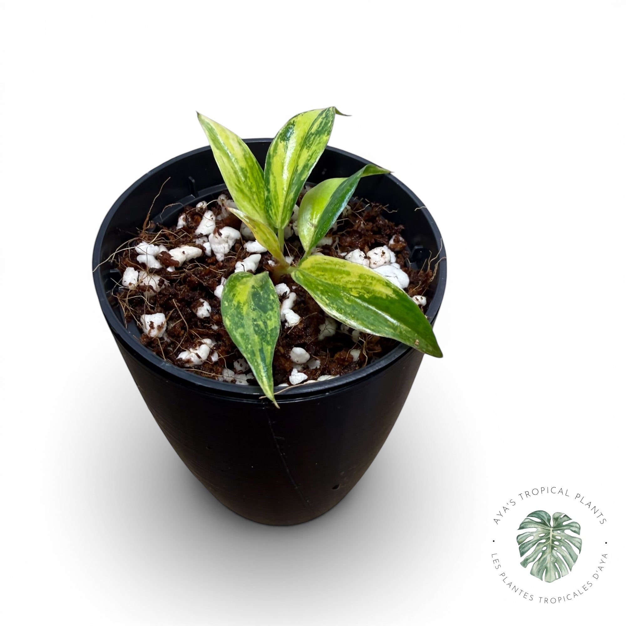 Philodendron Caramel Marble ‘Fire Tiger’