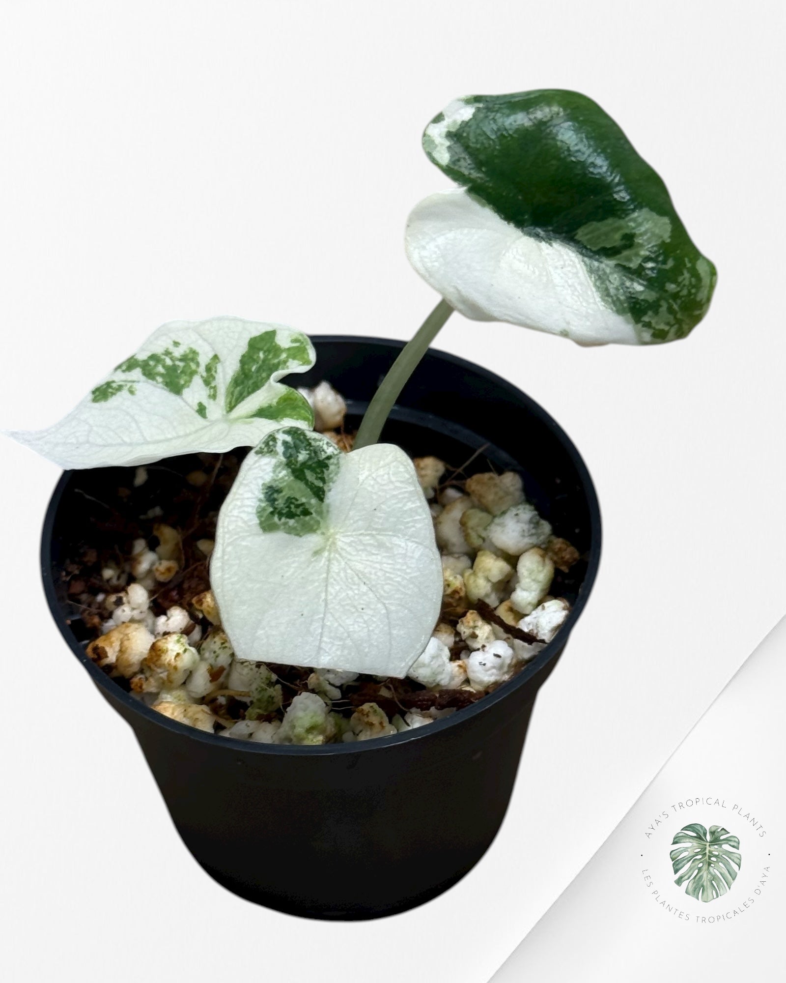 Alocasia Melo Variegated (Albo) - 0110