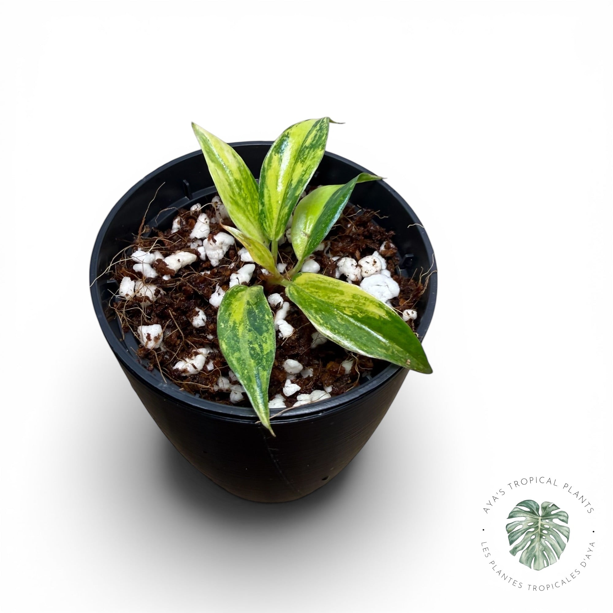 Philodendron Caramel Marble ‘Fire Tiger’