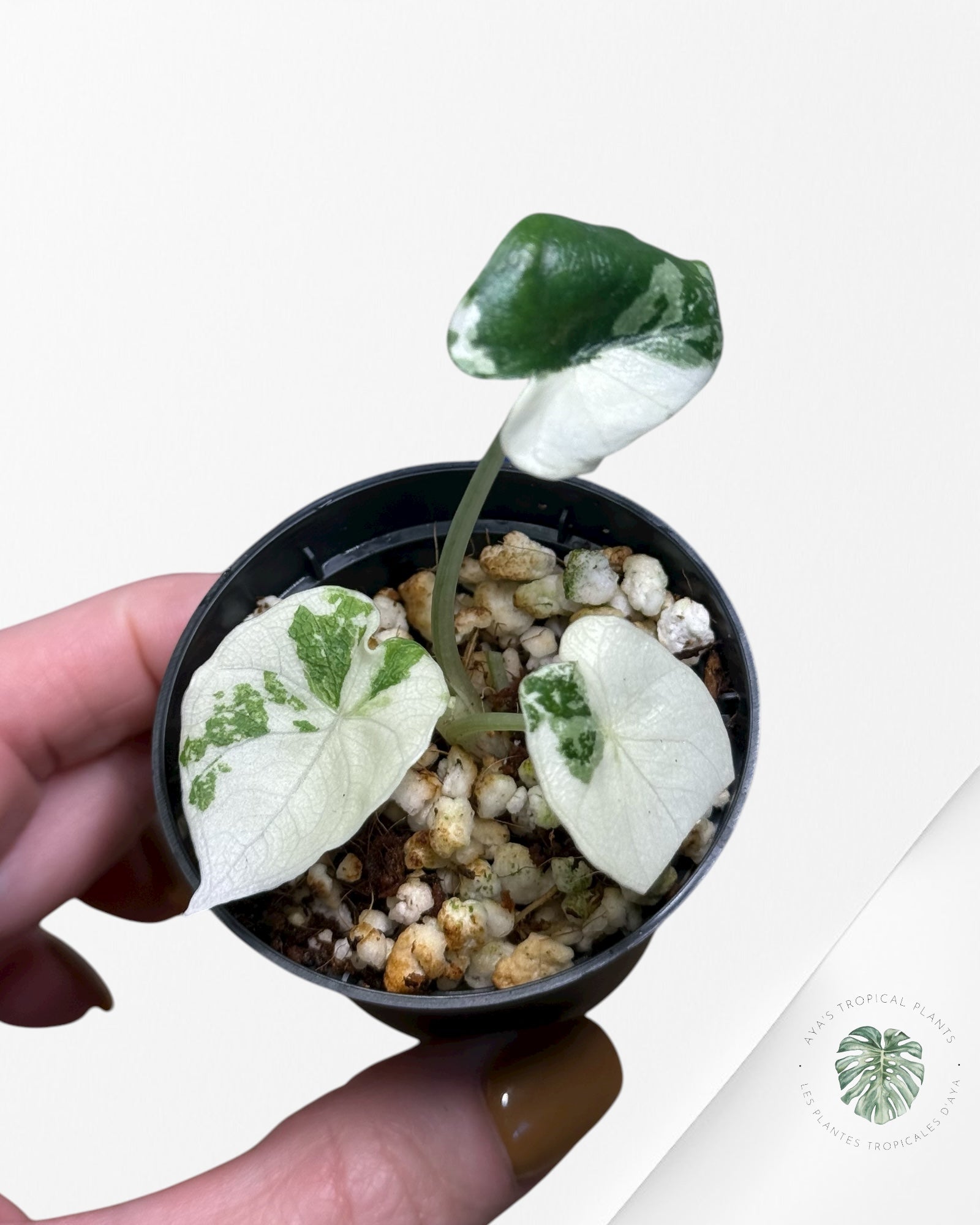 Alocasia Melo Variegated (Albo) - 0110