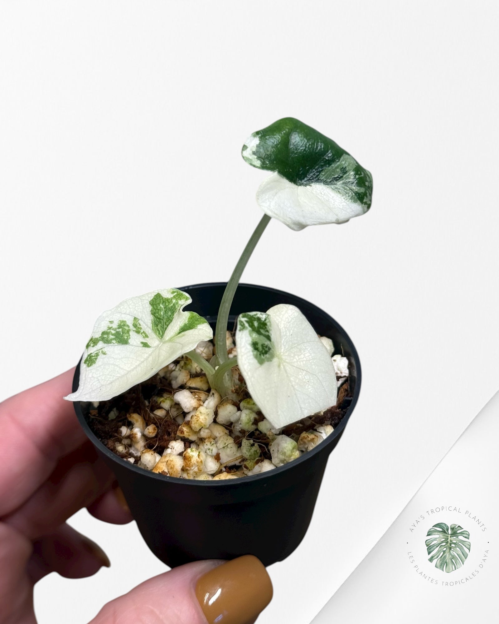 Alocasia Melo Variegated (Albo) - 0110