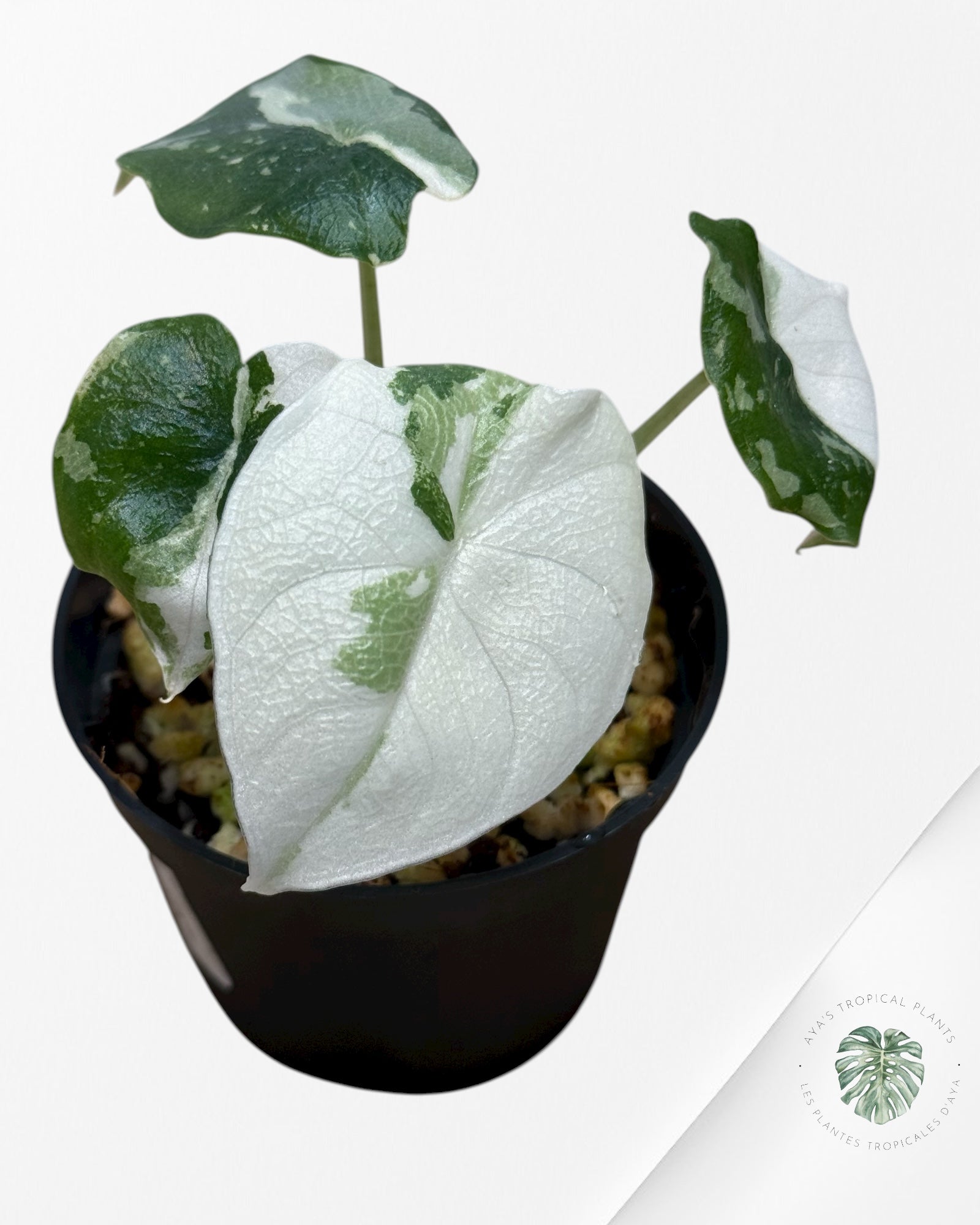 Alocasia Melo Variegated (Albo) - MEL4