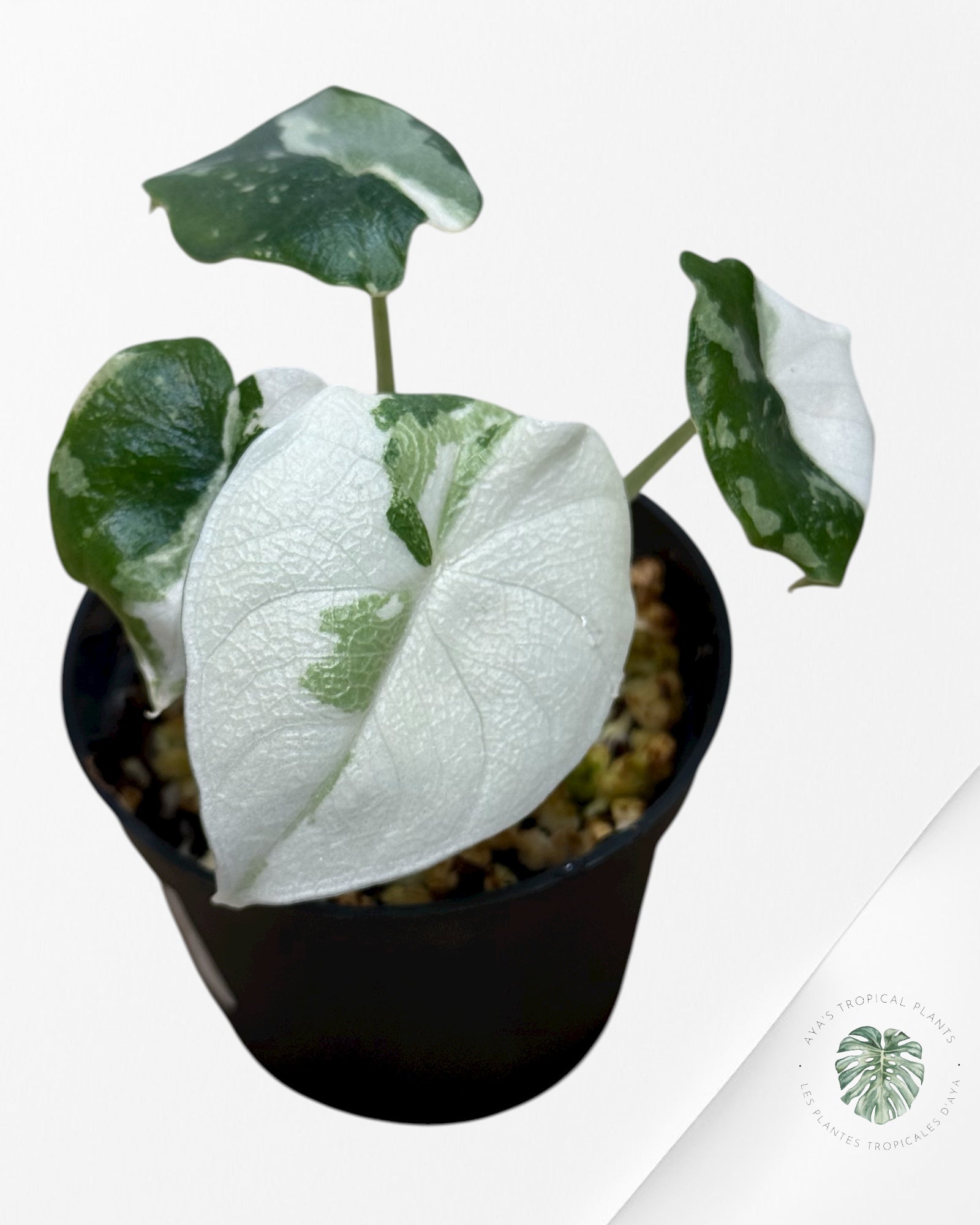 Alocasia Melo Variegated (Albo) - MEL4