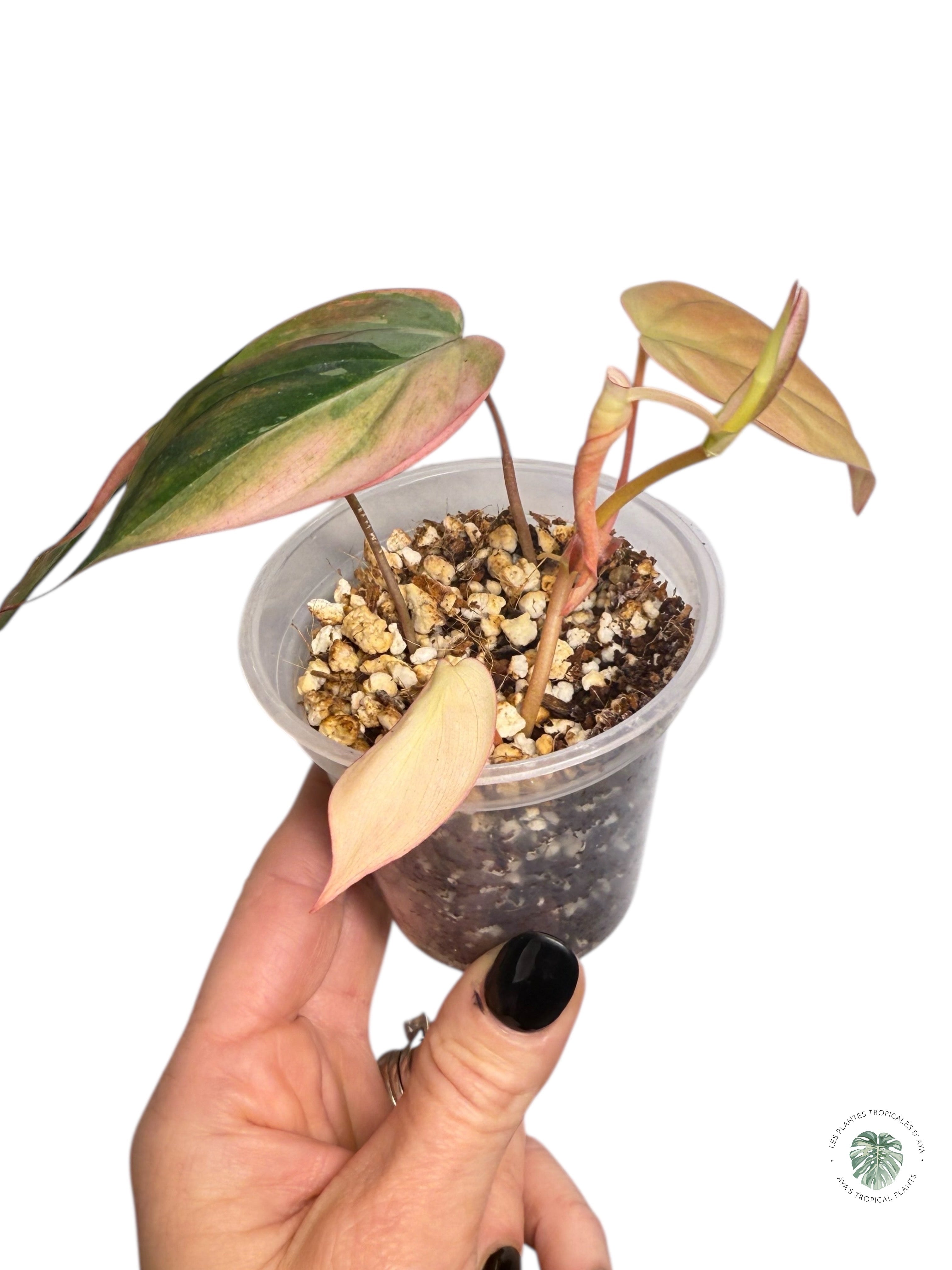 Micans roses Philodendron