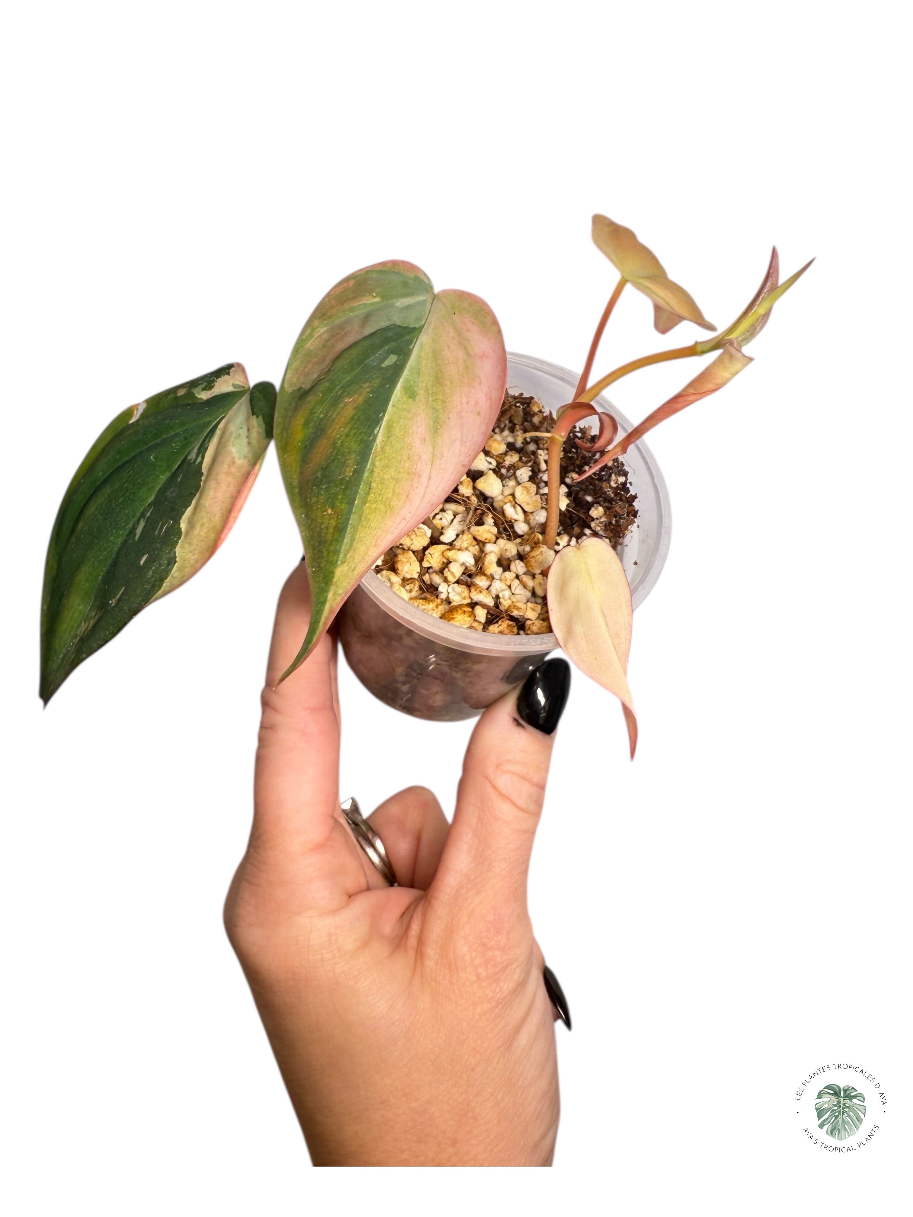 Micans roses Philodendron