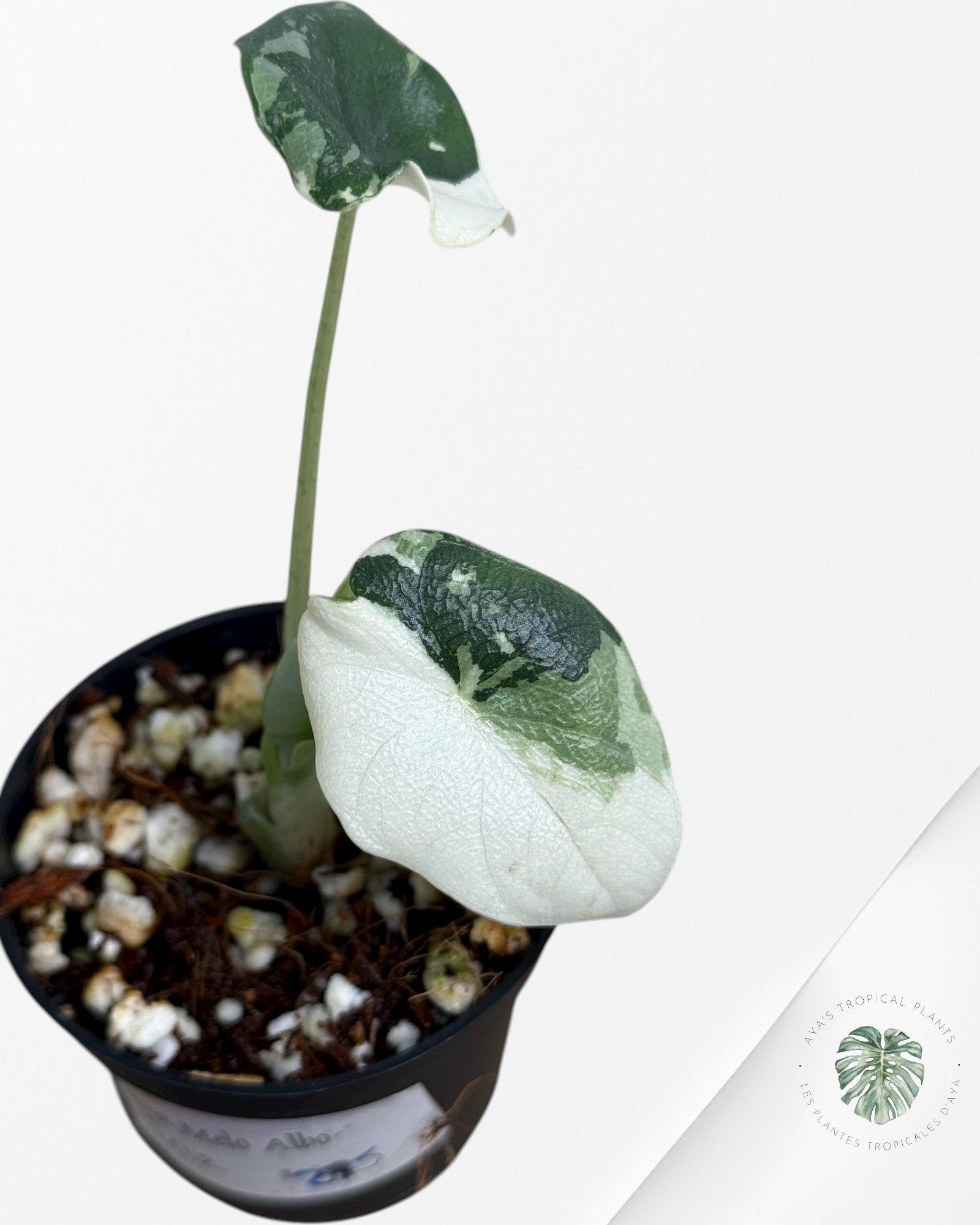 Alocasia Melo Variegated (Albo) - TC02