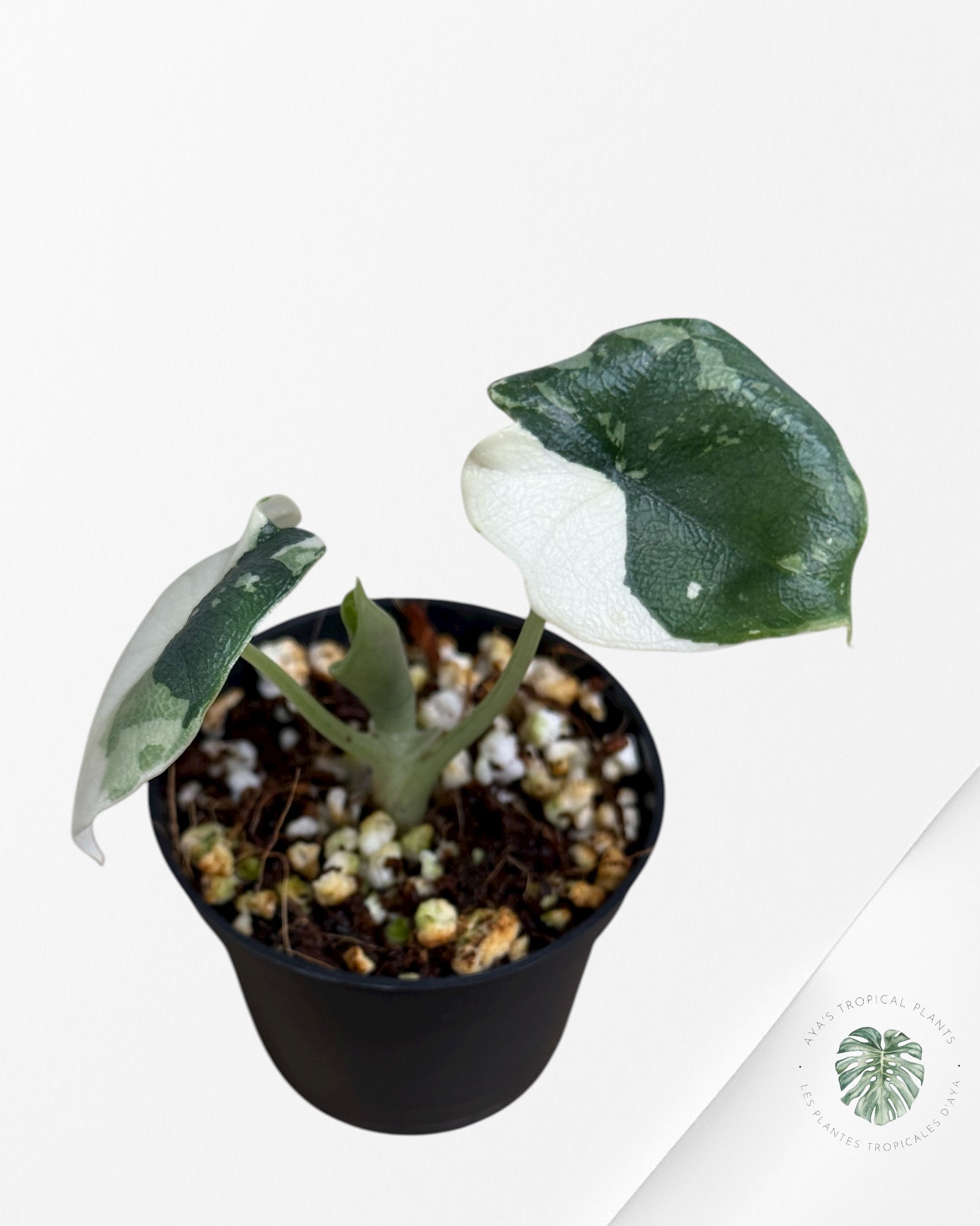 Alocasia Melo Variegated (Albo) - TC02