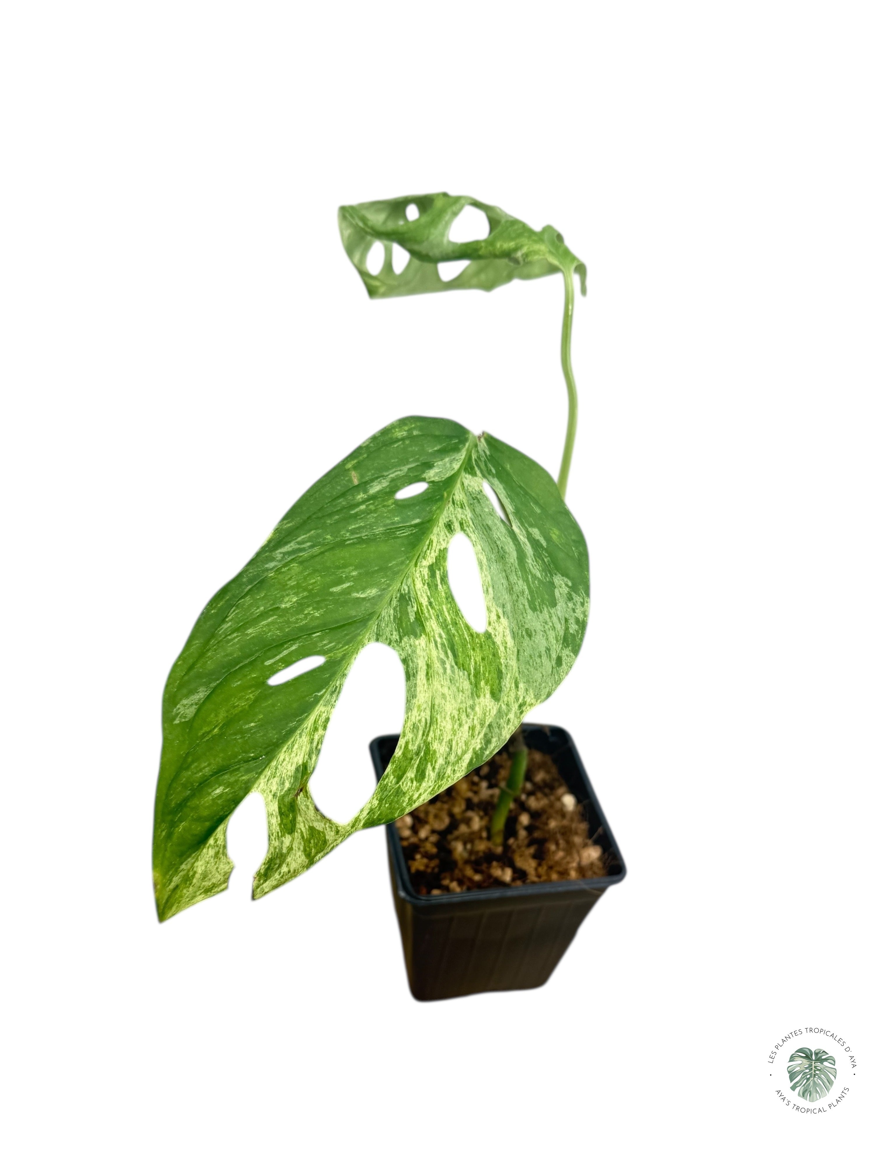 Monstera Indonesia Mint