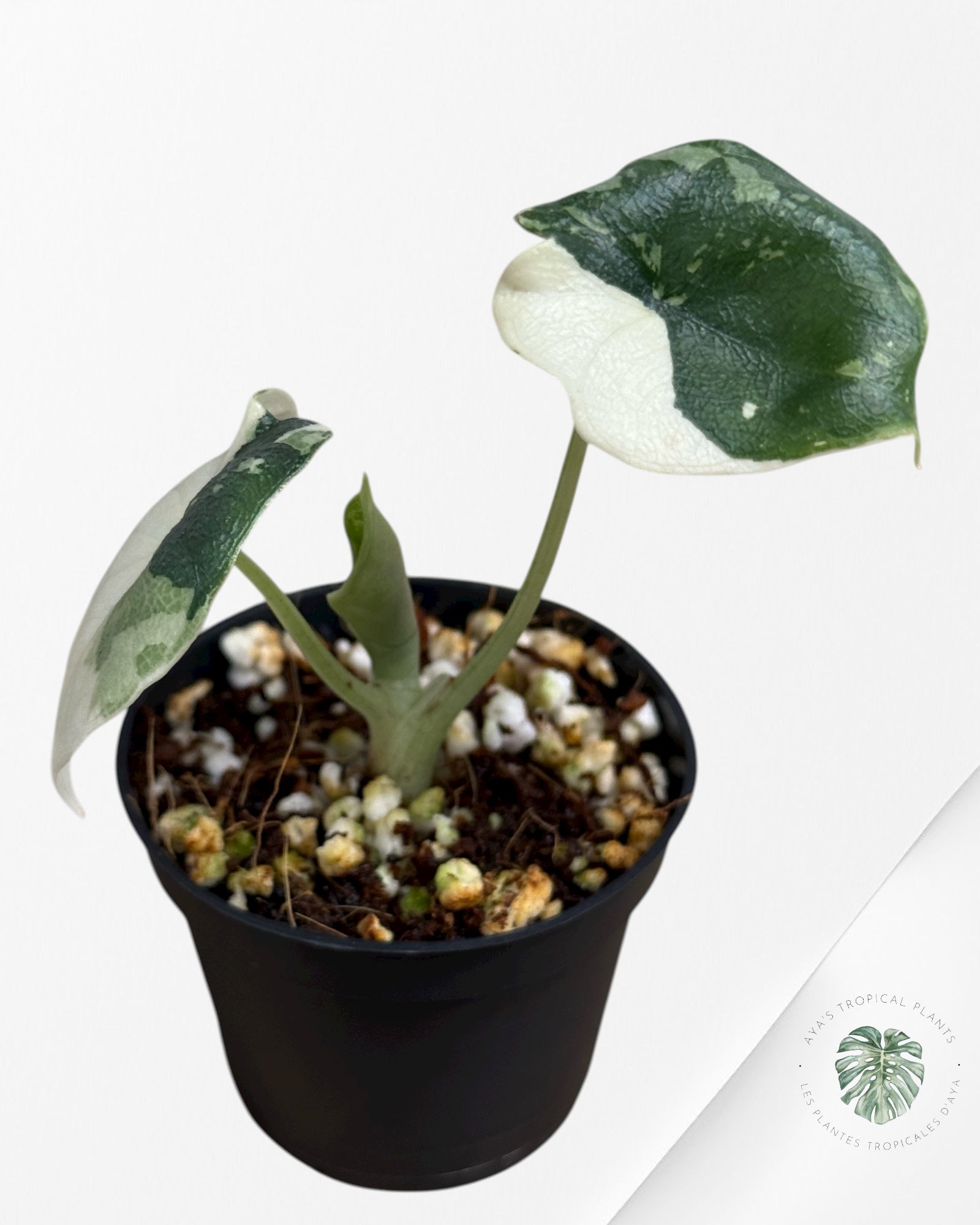 Alocasia Melo Variegated (Albo) - TC02