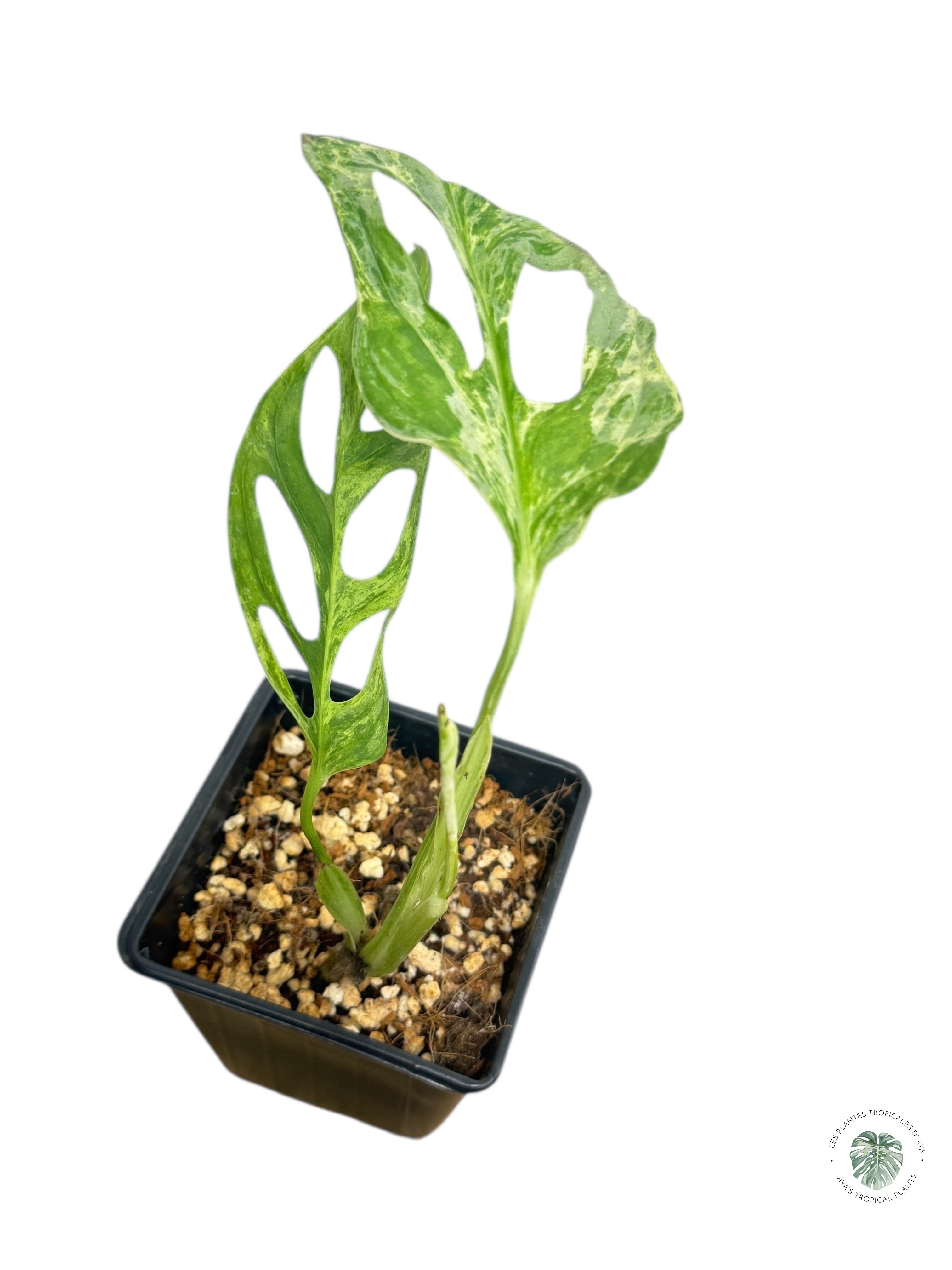 Monstera Indonesia Mint