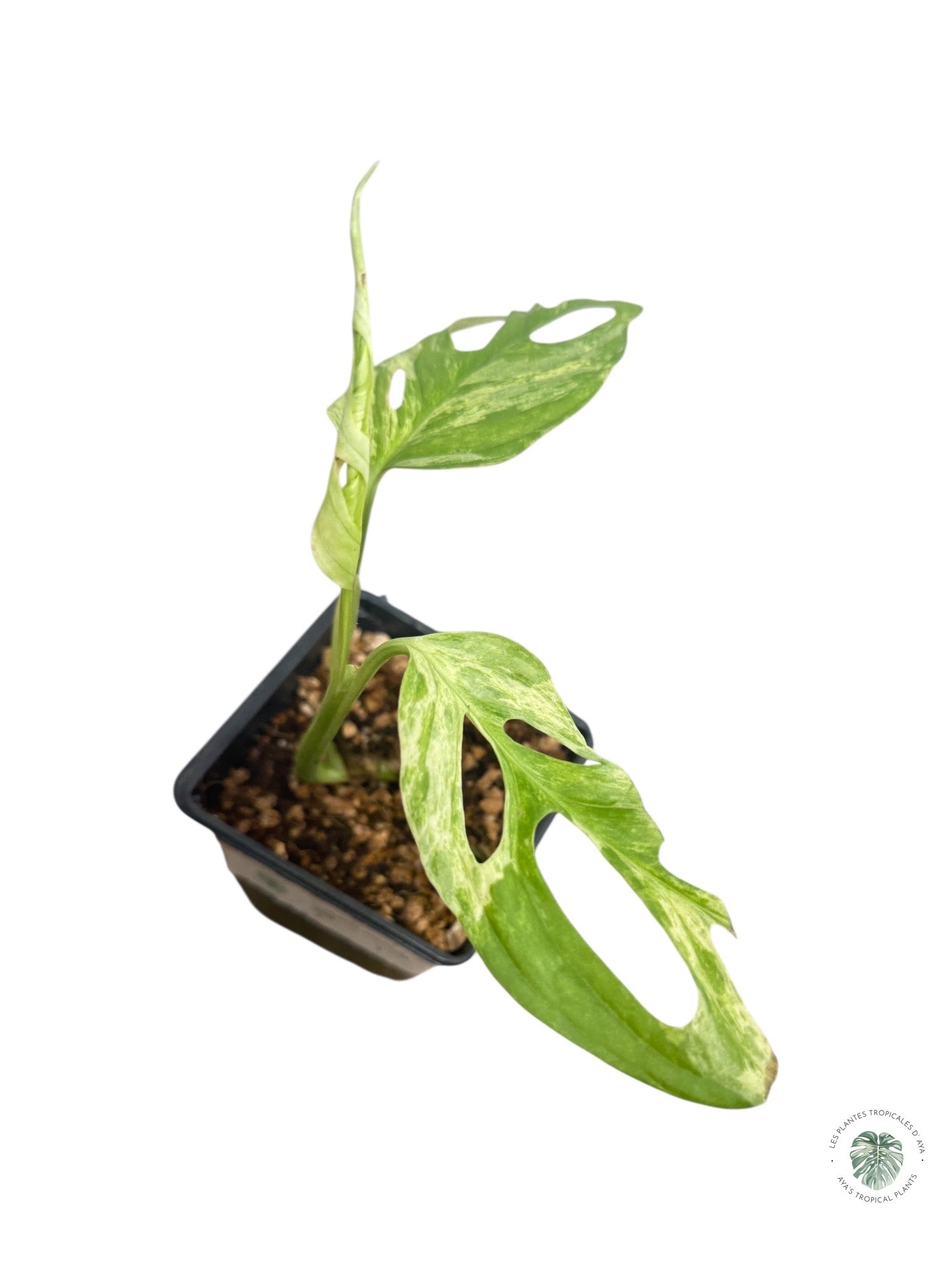 Monstera Indonesia Mint