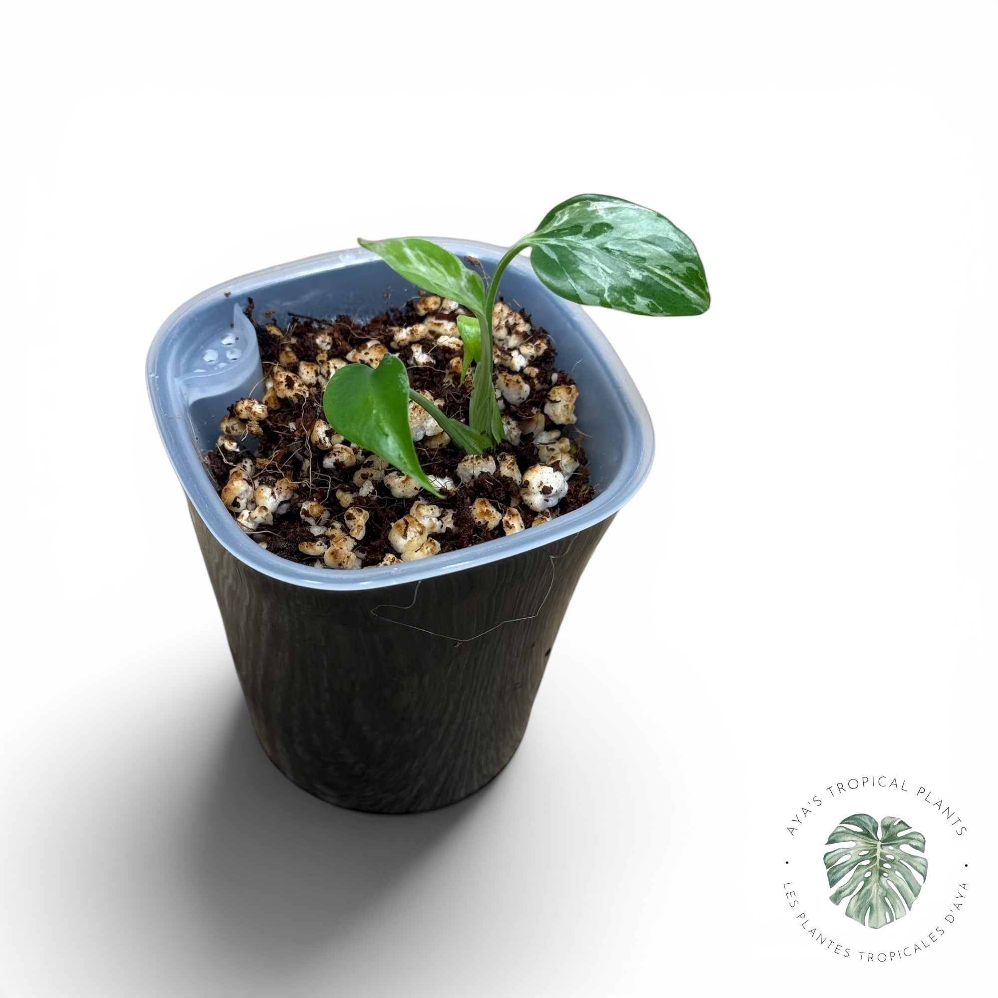 Monstera Deliciosa Bulbasaur