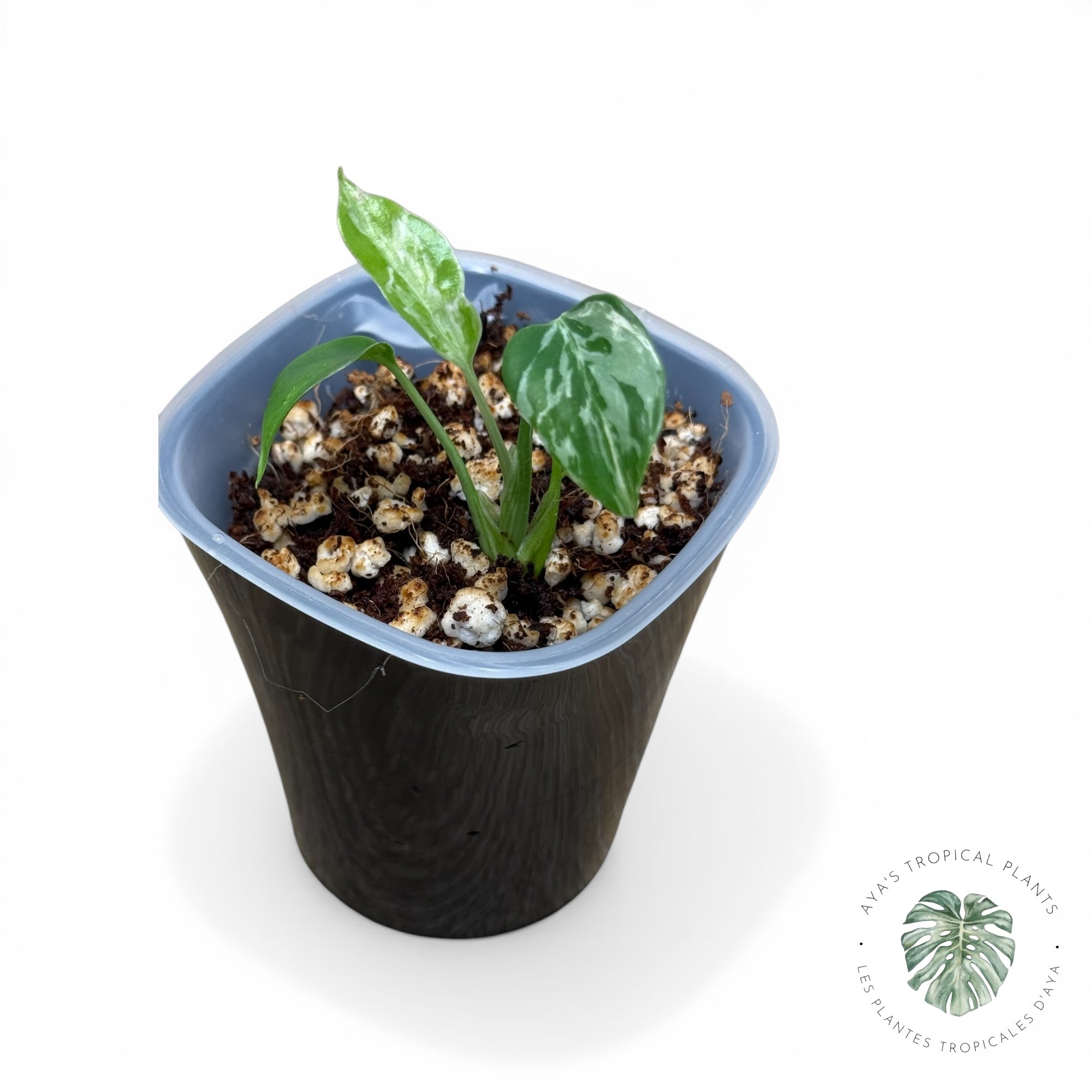 Monstera Deliciosa Bulbasaur