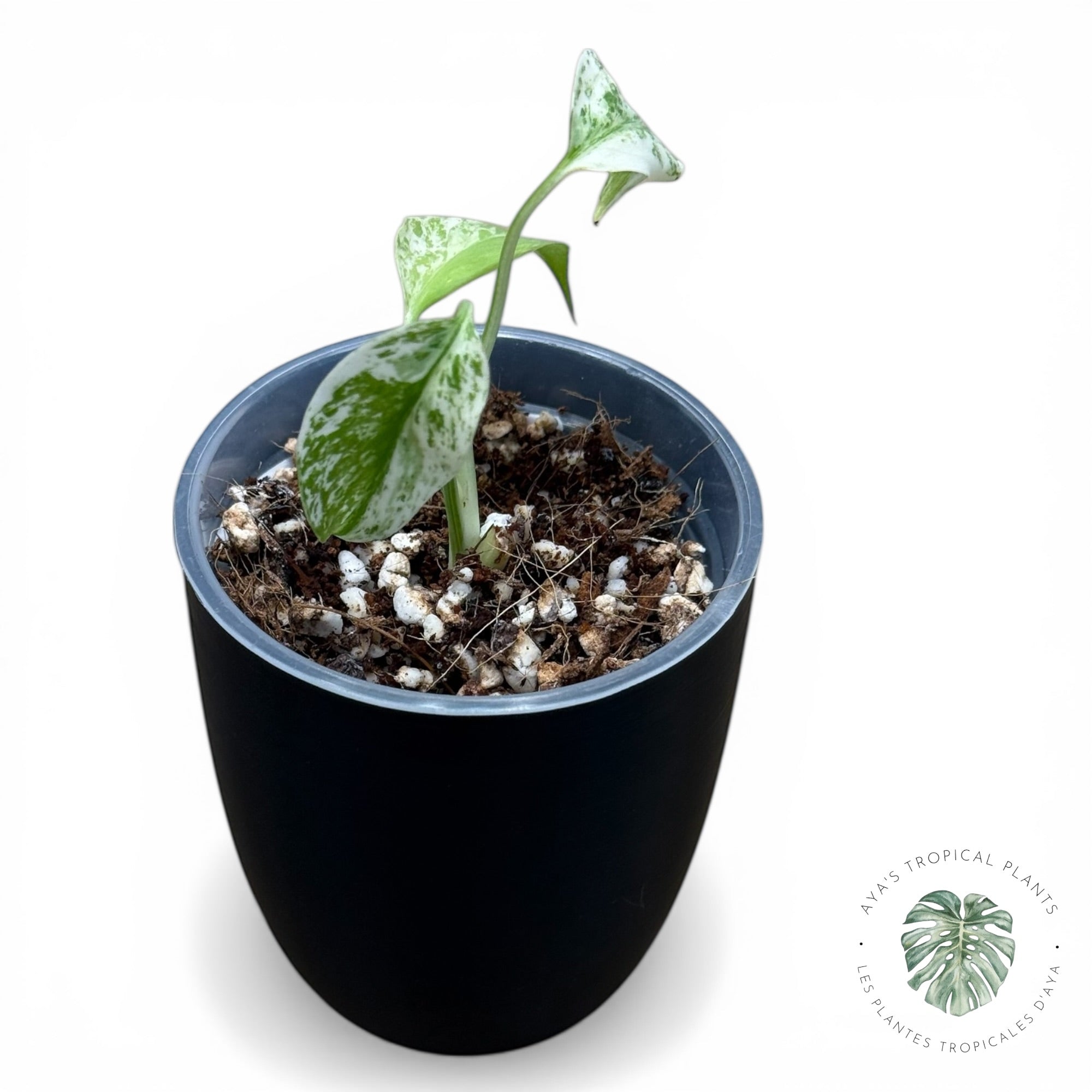 Monstera ‘White Mint’