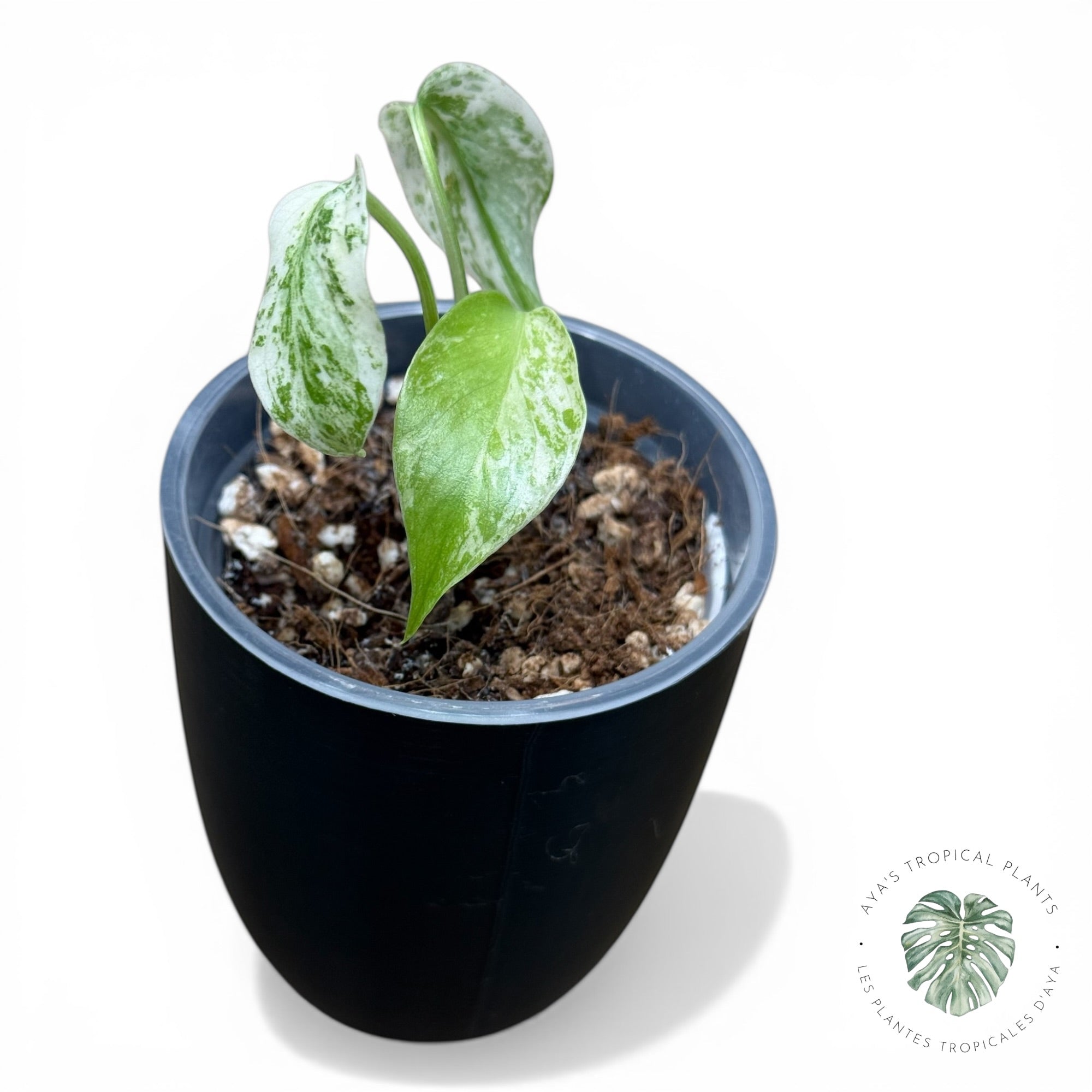 Monstera ‘White Mint’